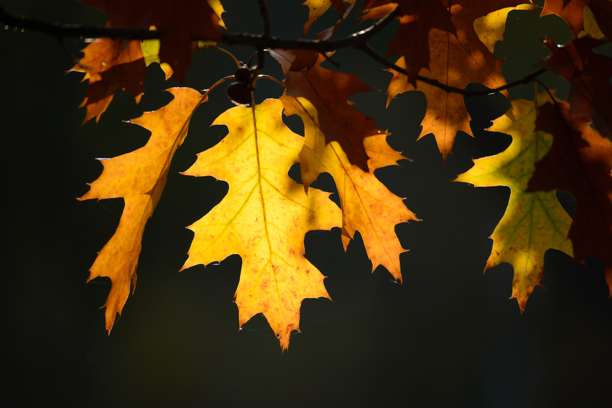 Sigma 150-500mm F5-6.3 DG OS HSM sample photo. Autumn light photography