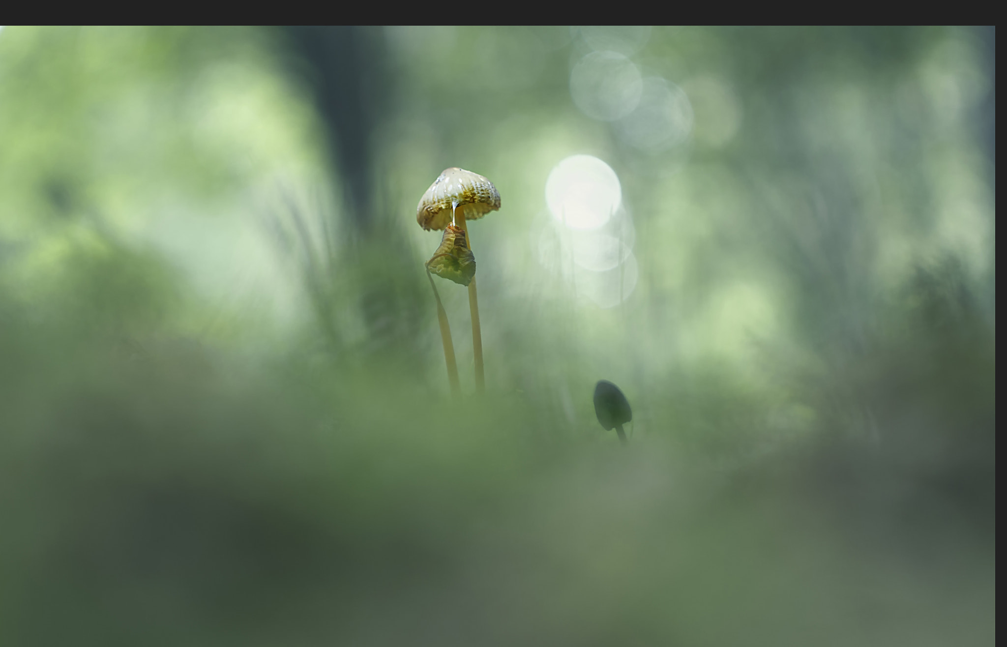 Panasonic Lumix DMC-GF6 sample photo. Mushroom photography