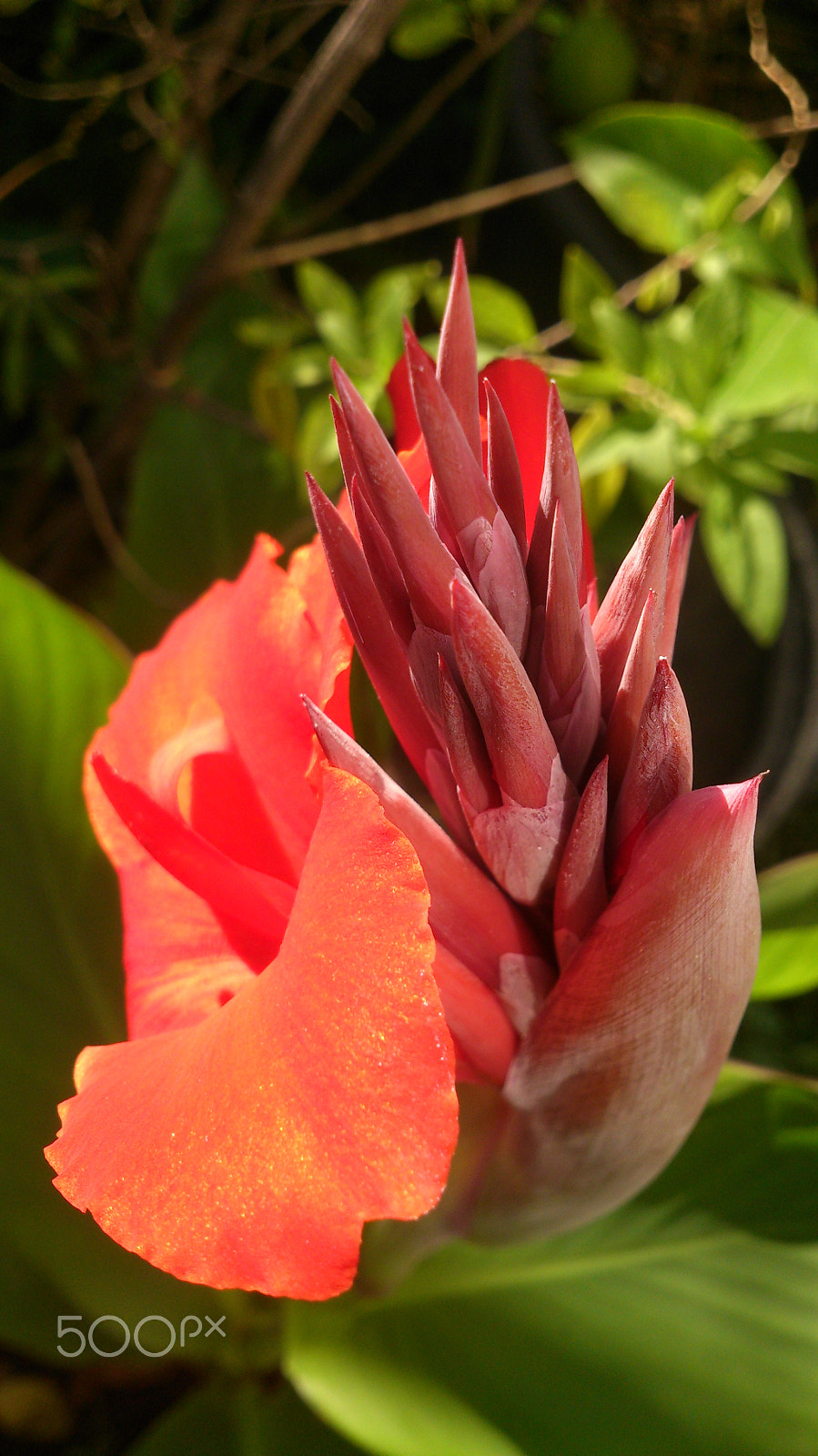 Sony Xperia T sample photo. Gold dust photography