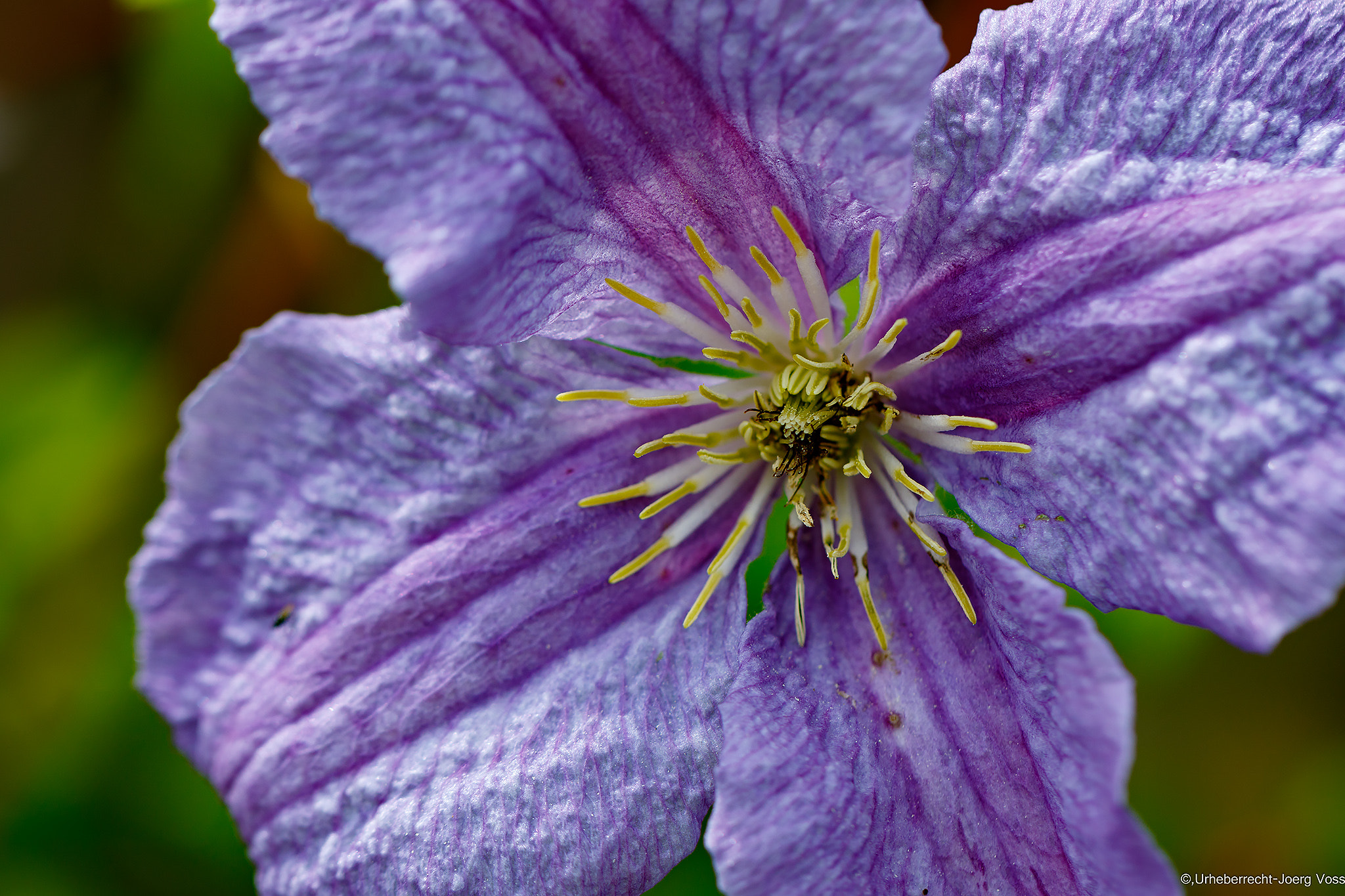 Canon EF 100mm F2.8L Macro IS USM sample photo. Beauty in violett photography