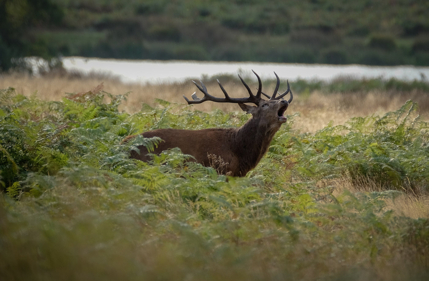 Fujifilm X-T1 sample photo. The rutting season at richmond park photography