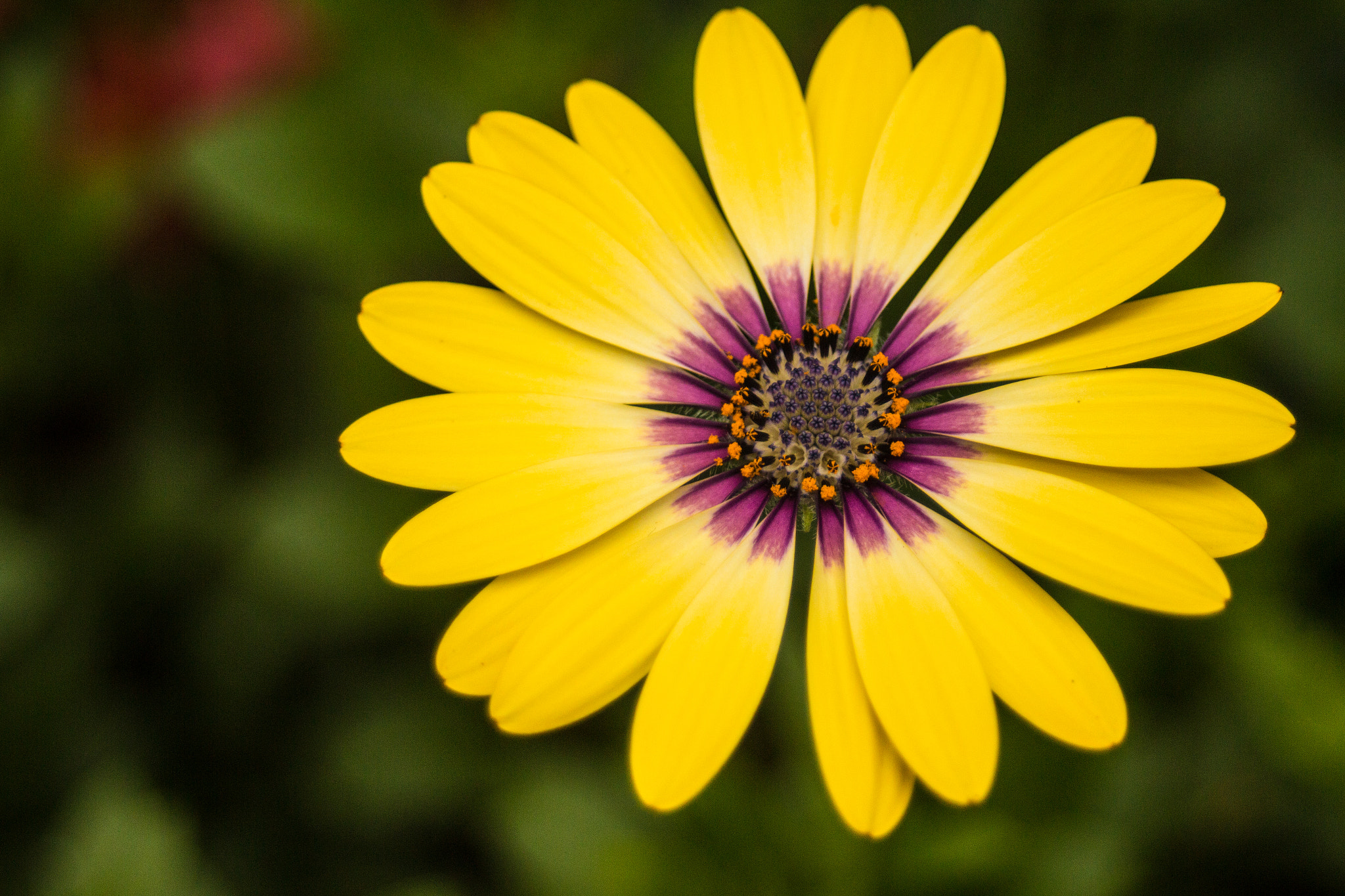 Canon EF 28-80mm f/3.5-5.6 USM IV sample photo. African daisy photography
