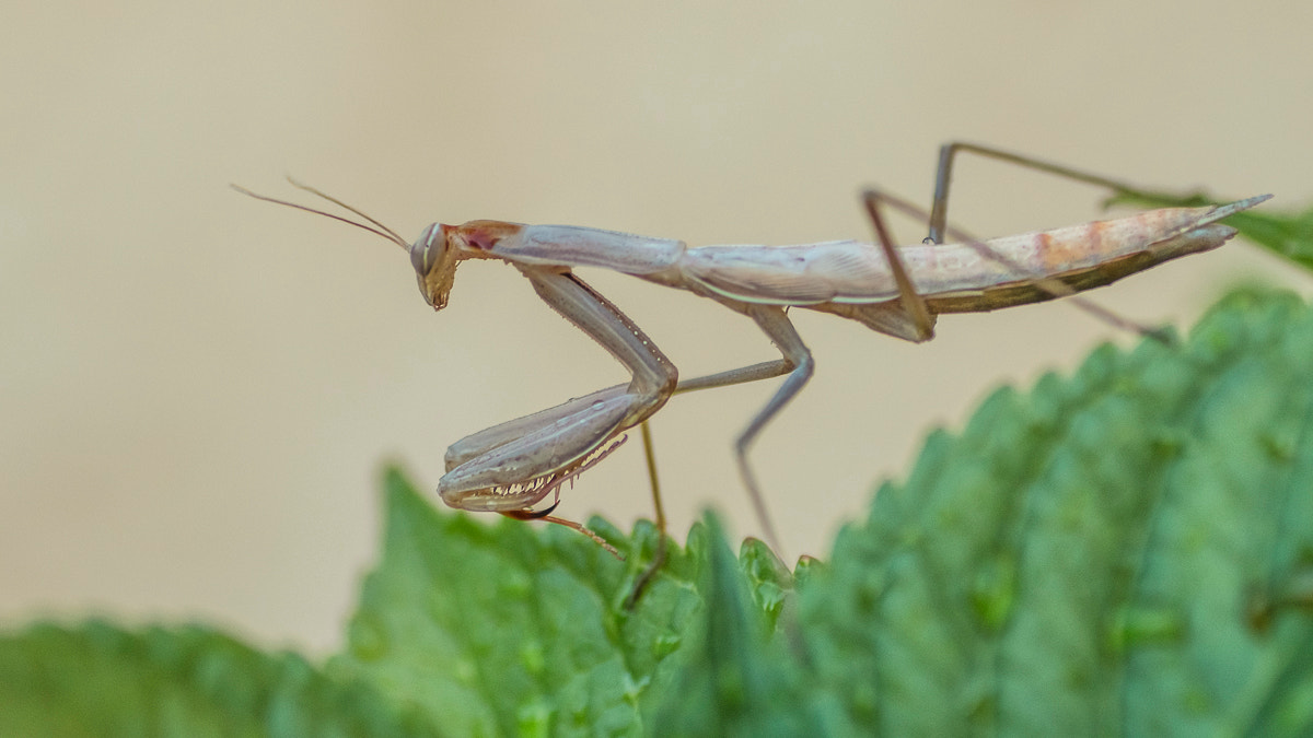 Canon EOS 70D + Tamron SP AF 90mm F2.8 Di Macro sample photo. Nature et macro-mante religieuse photography