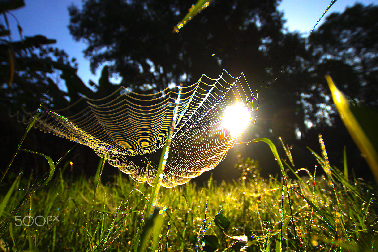 Pentax K-5 sample photo. Cobweb and spider at sunrise photography