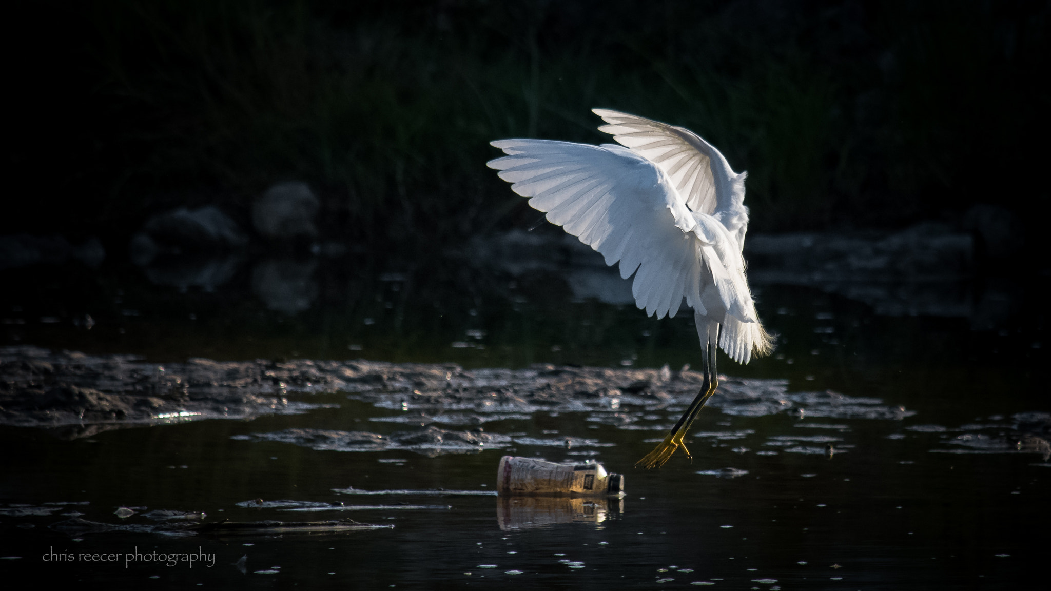 Nikon D500 sample photo. Litter leap photography