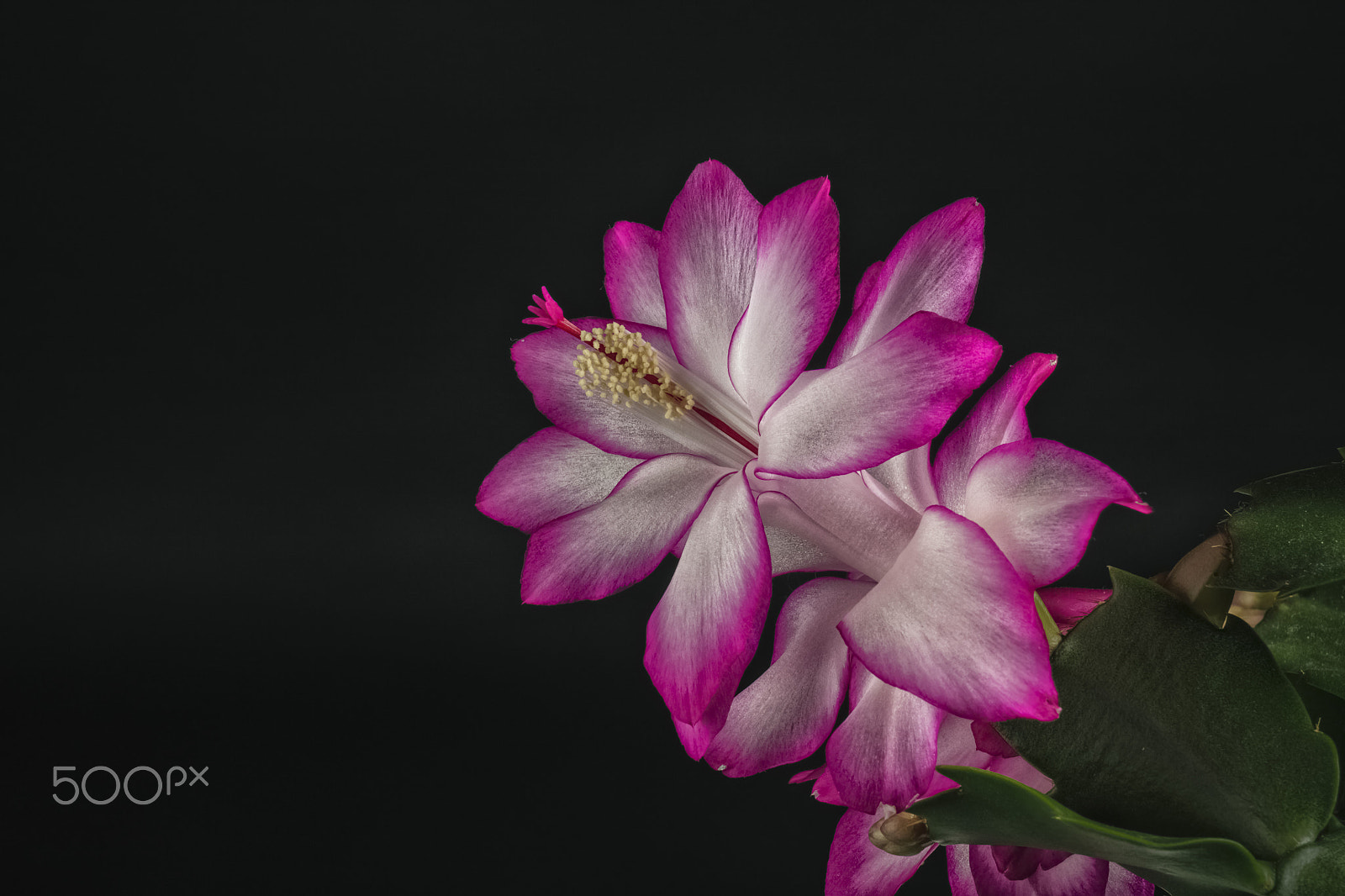 Canon EF 24-70mm F4L IS USM sample photo. Flower 4 photography