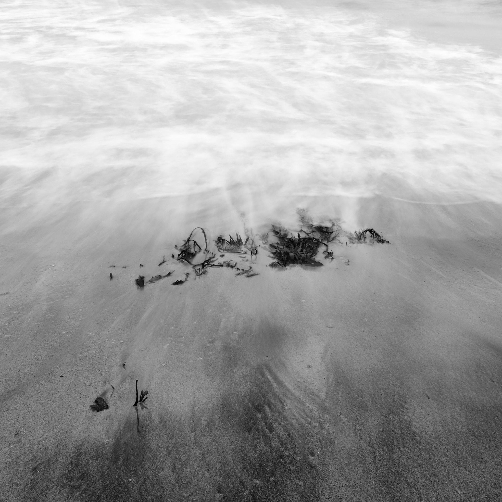 Leica S (TYP 006) sample photo. Fucus vesiculosus photography