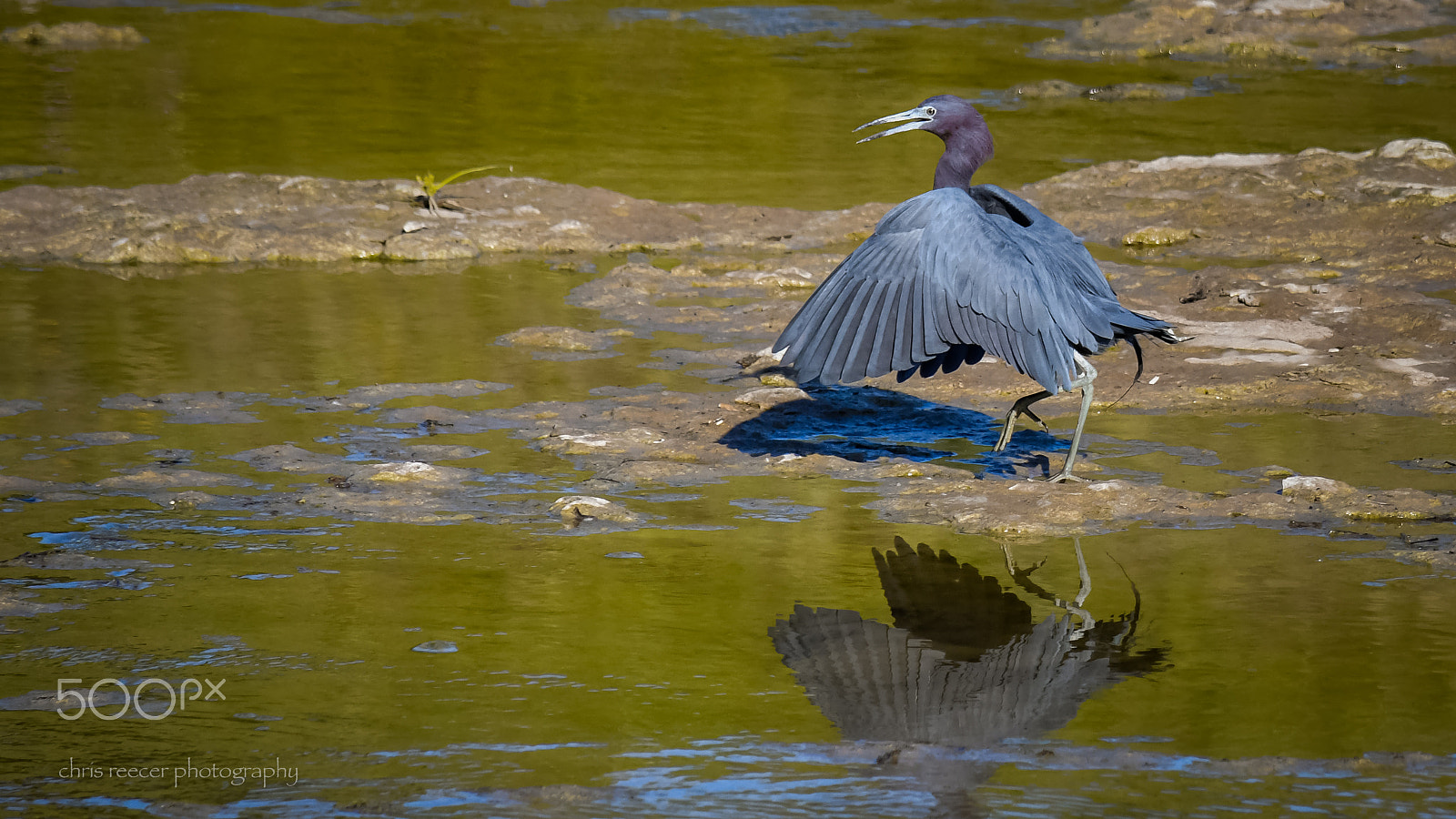 Nikon D500 sample photo. Little blue heron photography