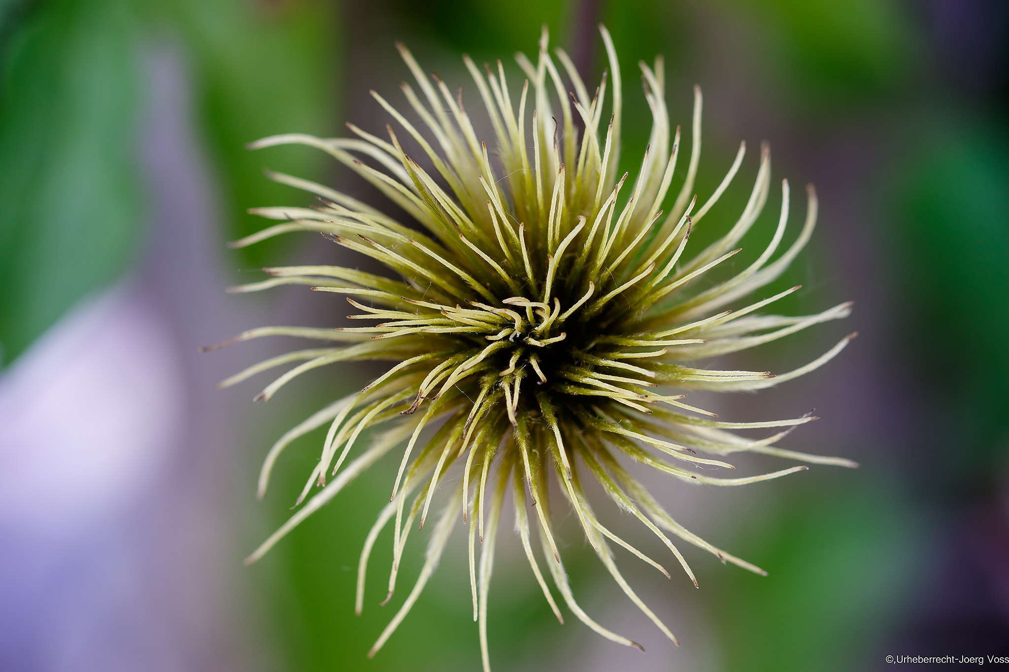Canon EF 100mm F2.8L Macro IS USM sample photo. Twisted photography