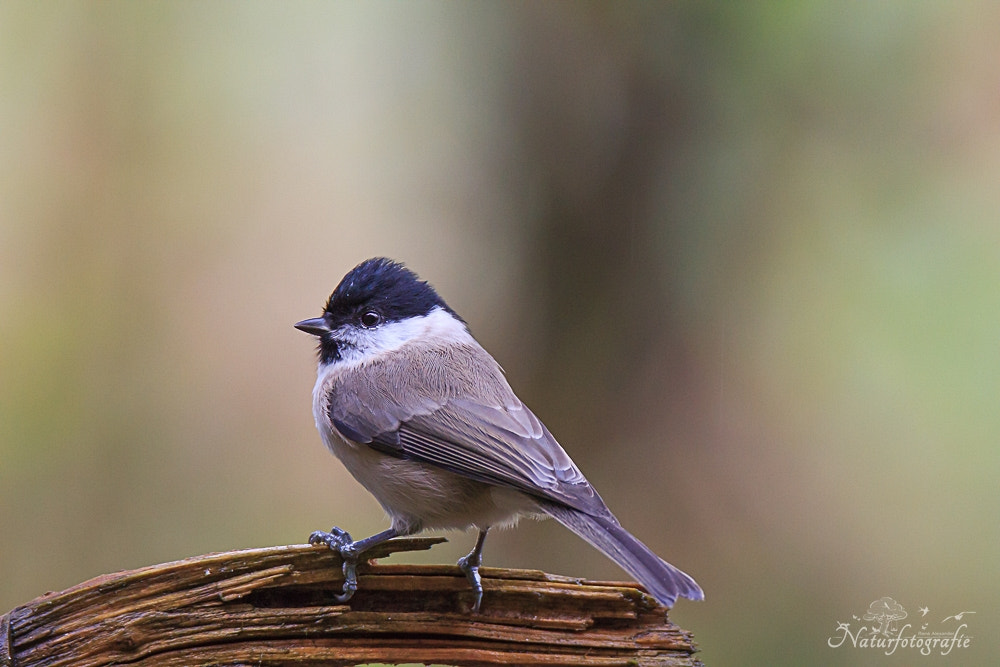 Tamron SP 150-600mm F5-6.3 Di VC USD sample photo. Sumpfmeise photography