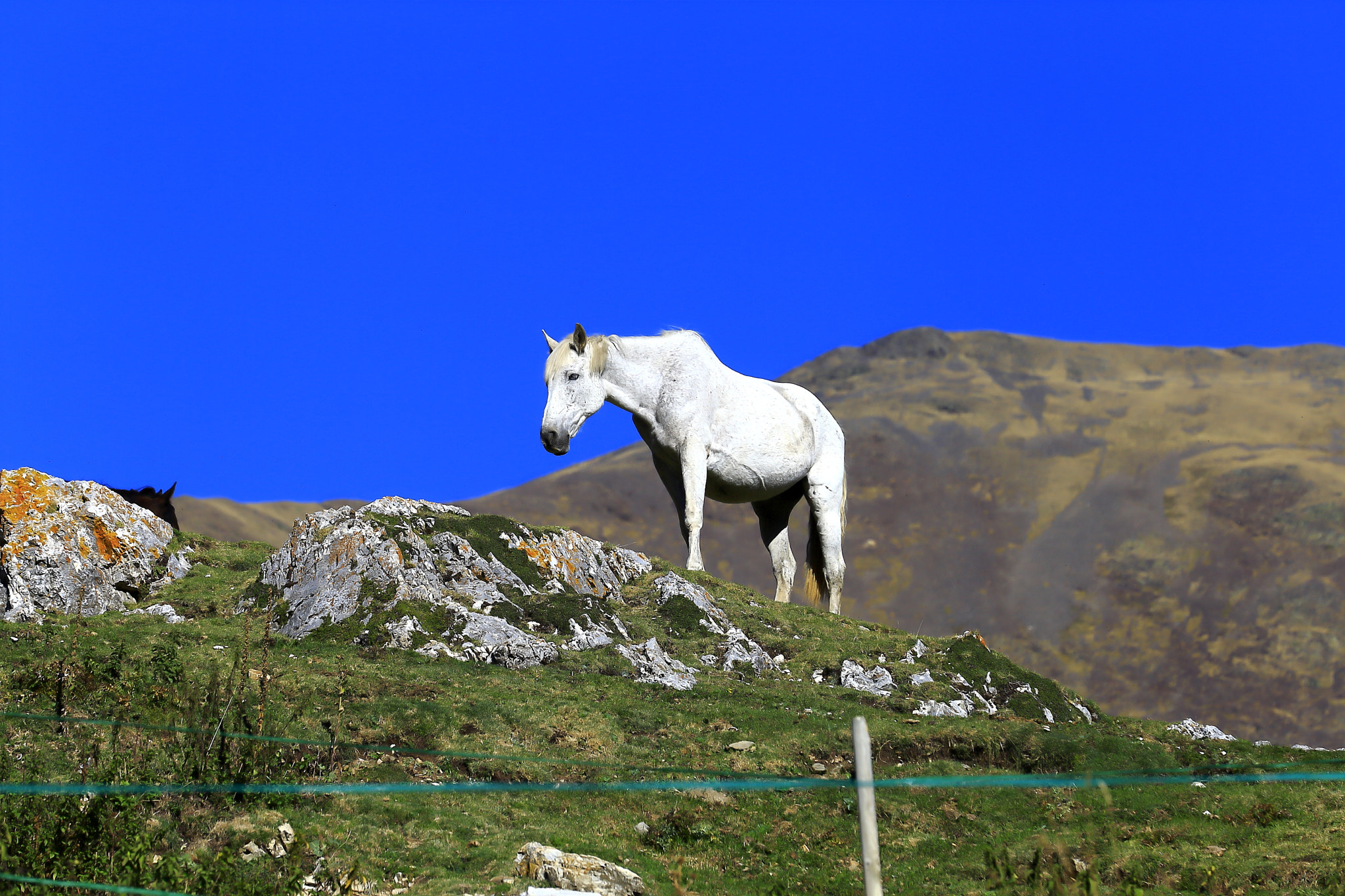 Canon EF 70-200mm F4L IS USM sample photo. White horse photography