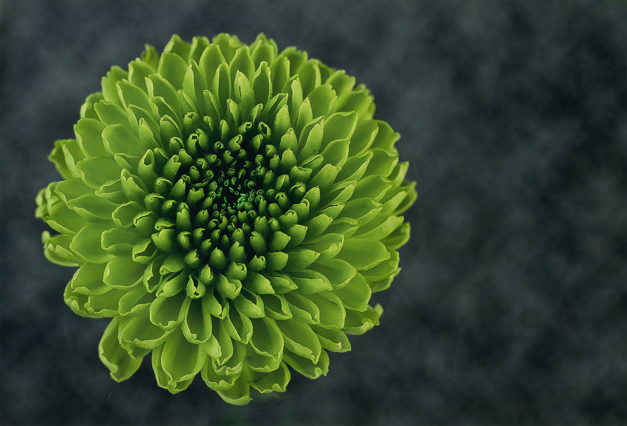 Canon EF 50mm F2.5 Macro sample photo. Immature chrysanthamum photography