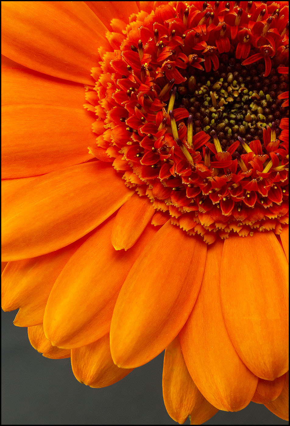 Canon EF 50mm F2.5 Macro sample photo. Detail of a gerbera photography