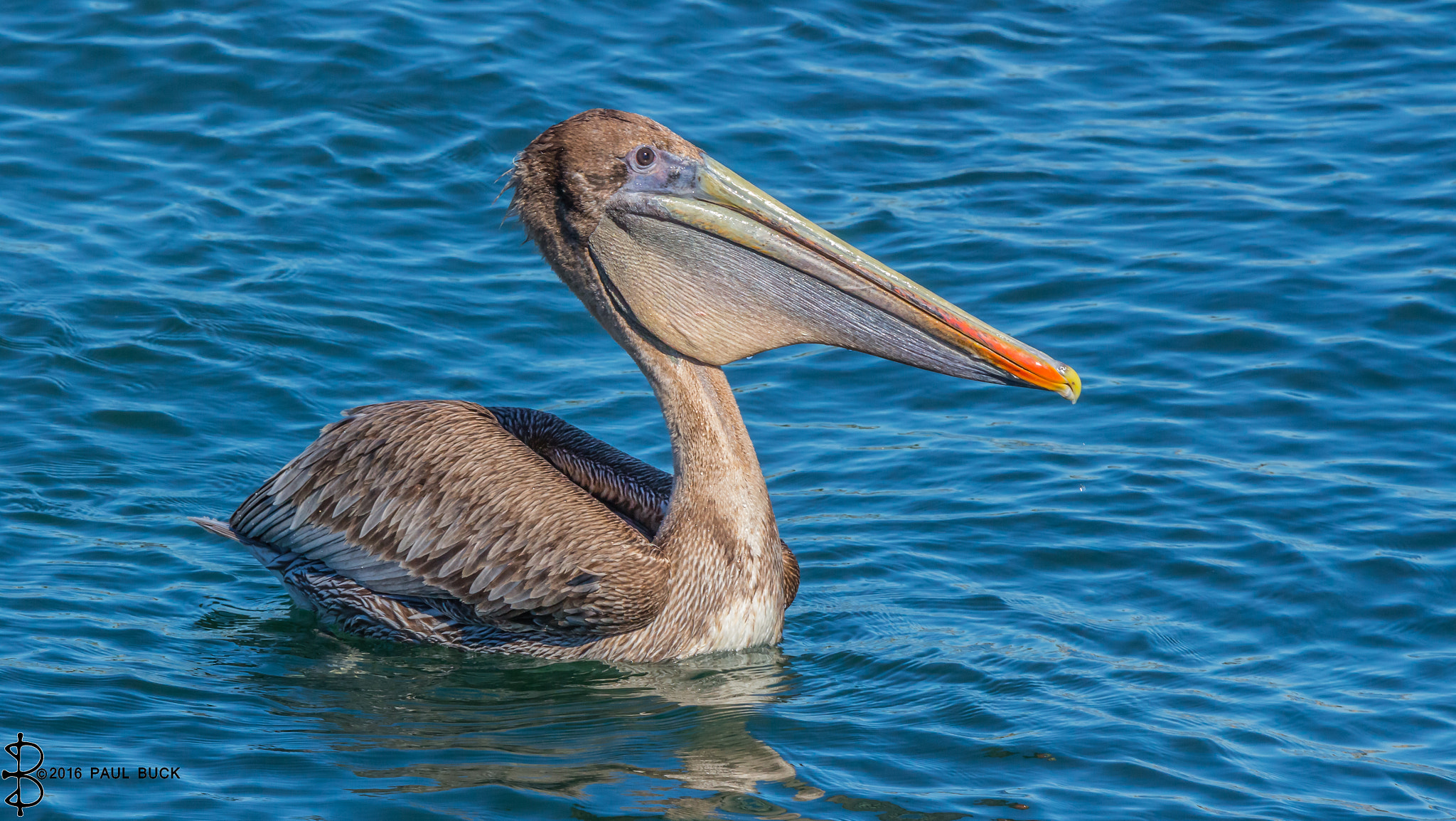 Tamron SP 150-600mm F5-6.3 Di VC USD sample photo. Brown pelican drifting with the tide photography