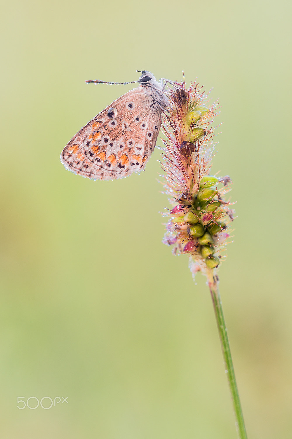 Sigma 150mm F2.8 EX DG Macro HSM sample photo. Lycaenidae photography