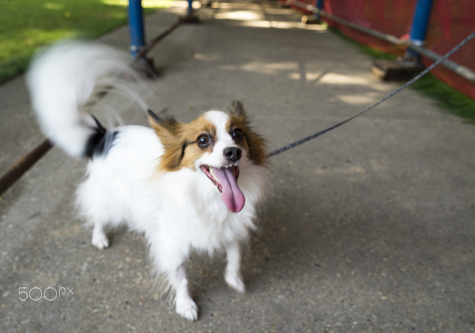 Sony a7 II sample photo. Papillon dog on walk photography