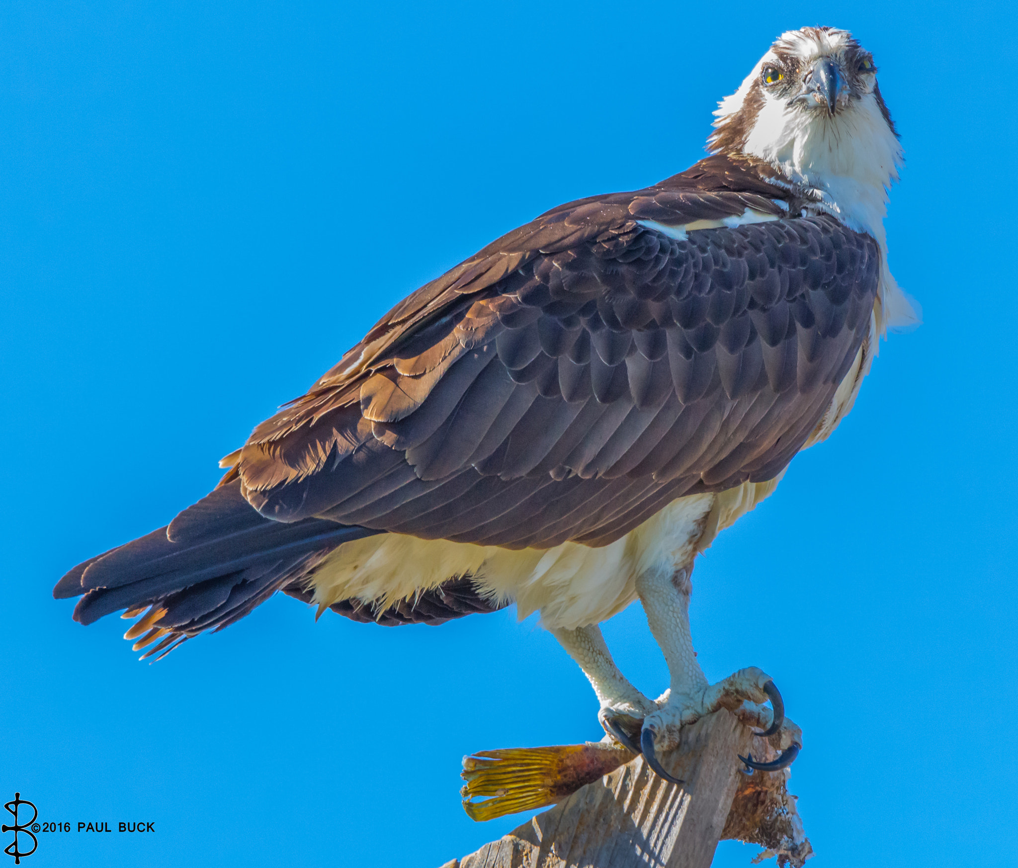 Tamron SP 150-600mm F5-6.3 Di VC USD sample photo. Osprey perches with fish in talons photography