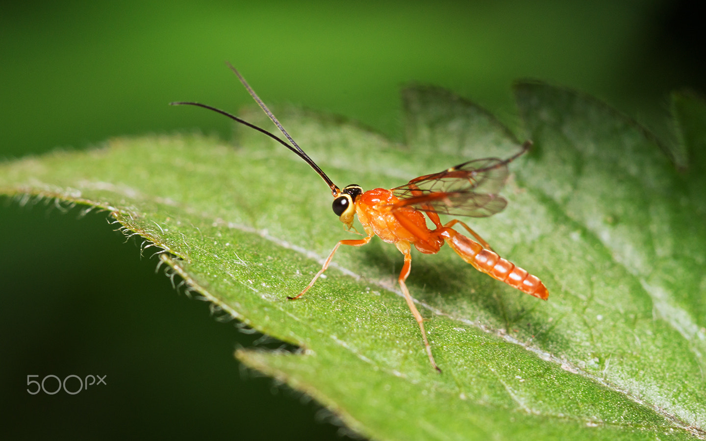 Sony a99 II + Sony 100mm F2.8 Macro sample photo. Ichneumon fly ii photography