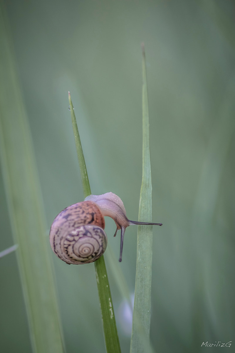 Canon EOS 70D + Tamron SP AF 90mm F2.8 Di Macro sample photo. Nature et macro photography