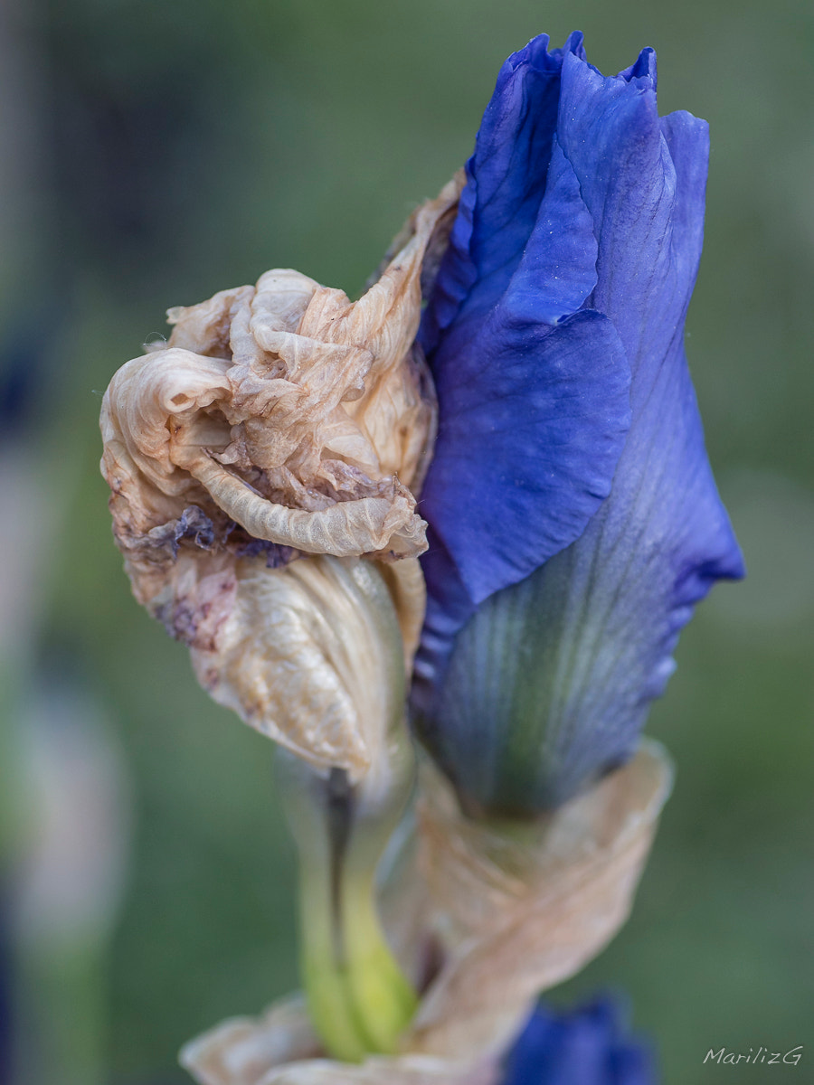 Canon EOS 70D + Tamron SP AF 90mm F2.8 Di Macro sample photo. Nature et macro-iris fané photography