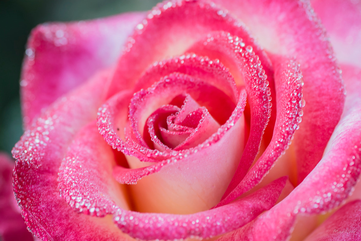 Canon EOS 70D + Tamron SP AF 90mm F2.8 Di Macro sample photo. Nature et macro photography