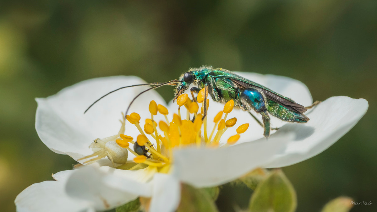 Canon EOS 70D + Tamron SP AF 90mm F2.8 Di Macro sample photo. Nature et macro photography