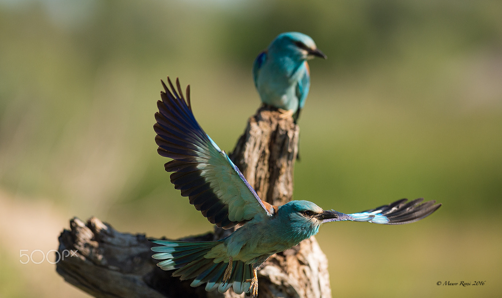 Nikon AF-S Nikkor 300mm F2.8G ED VR II sample photo. European rollers. photography