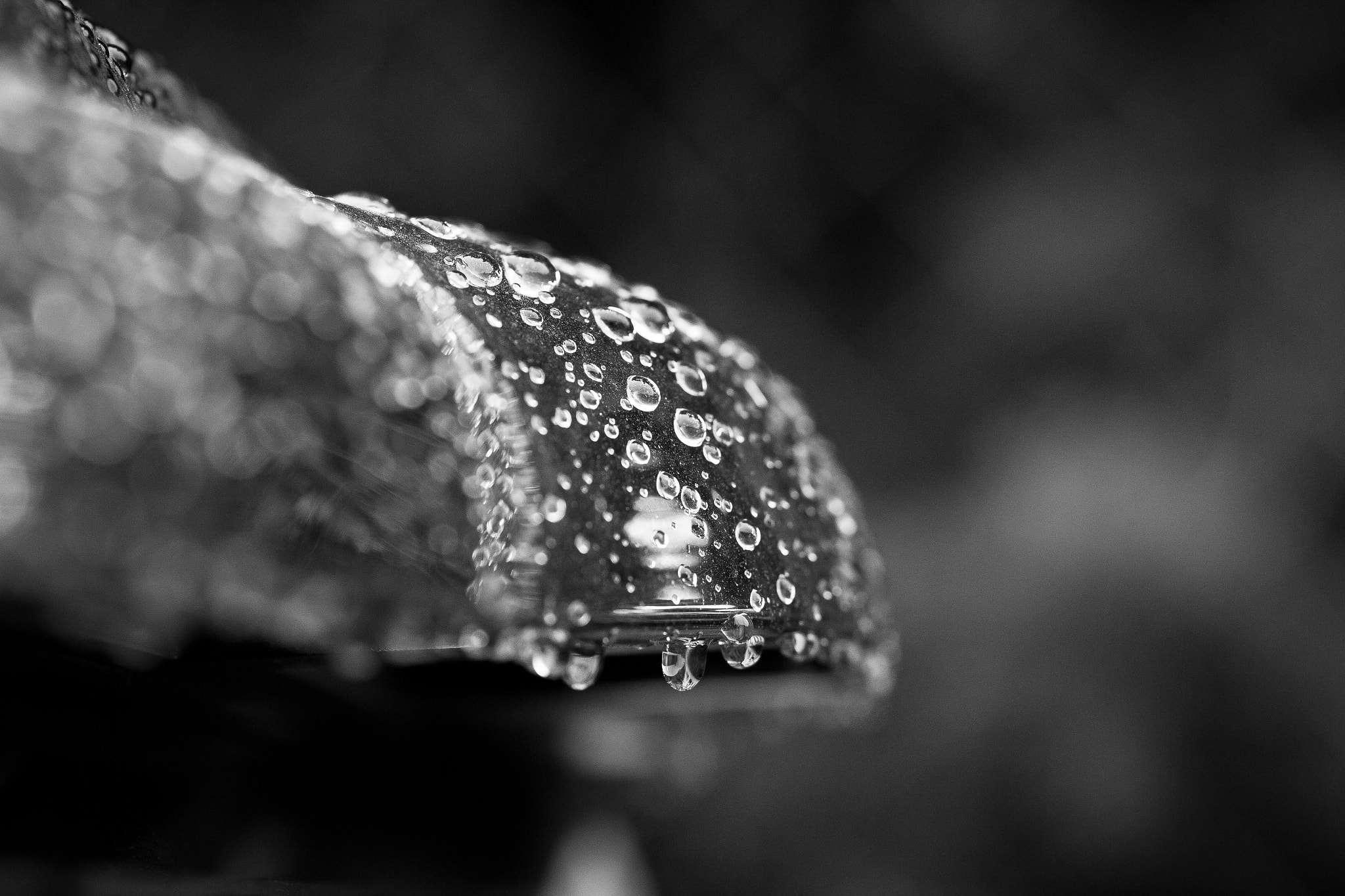 Canon EOS 60D + Canon EF 100mm F2.8L Macro IS USM sample photo. Raindrops photography
