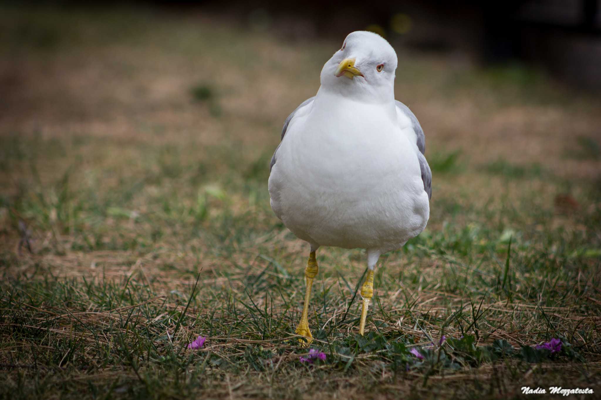 Canon EF 75-300mm f/4-5.6 USM sample photo. Img photography