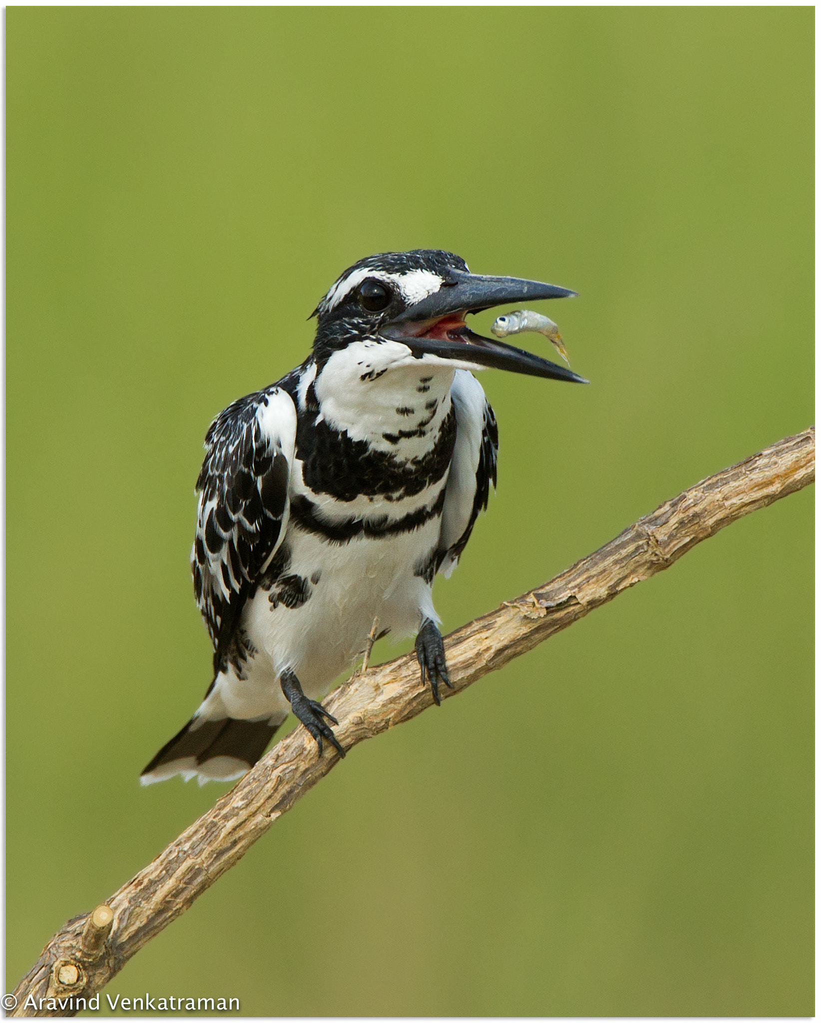 Canon EF 500mm F4L IS USM sample photo. Pied kingfisher photography