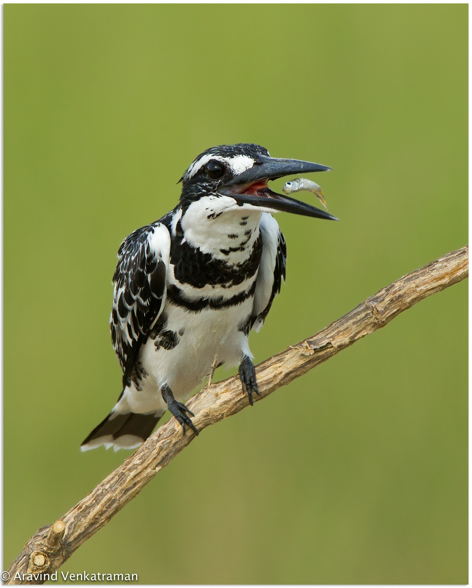 Canon EOS-1D Mark IV sample photo. Pied kingfisher photography