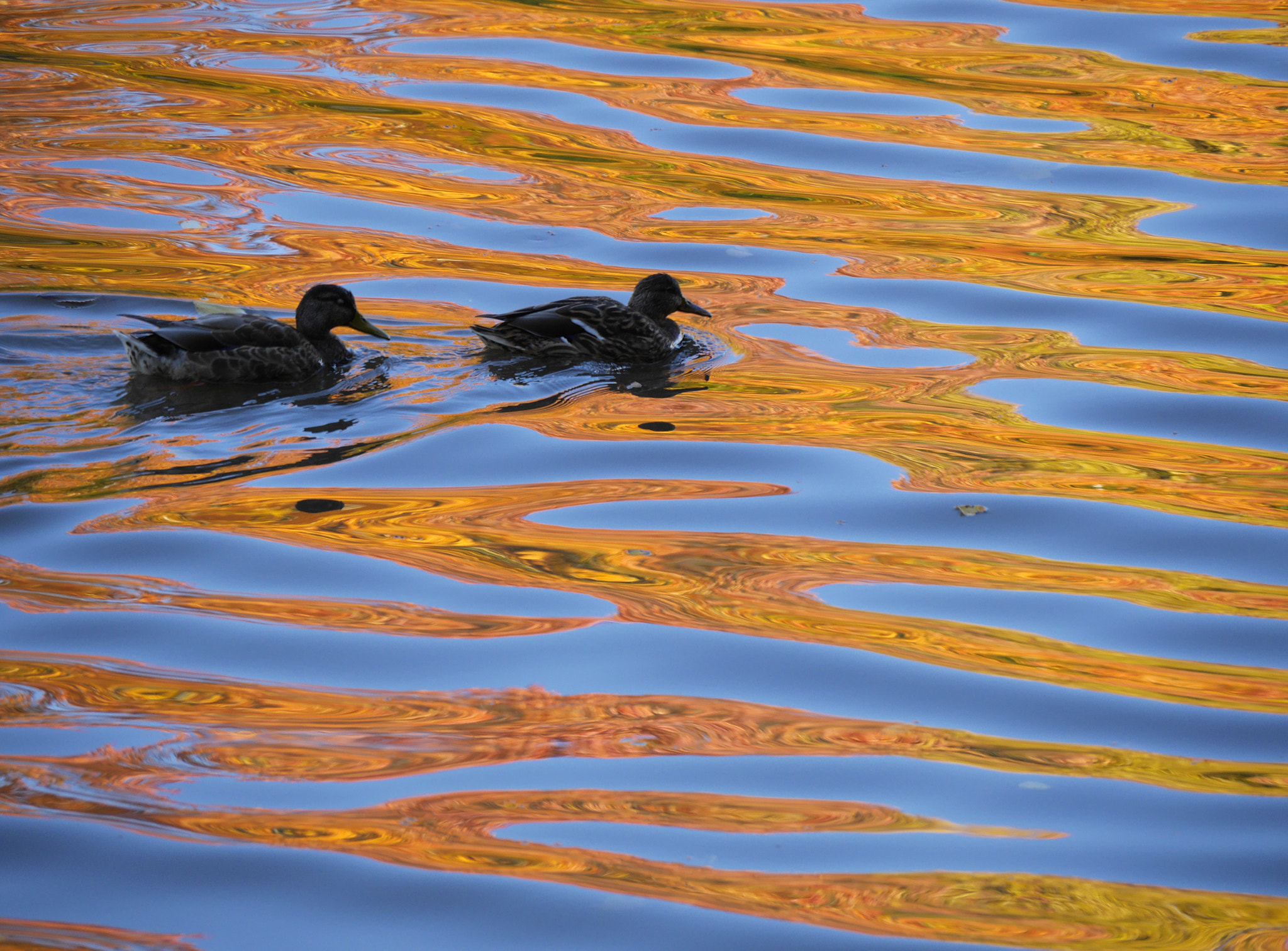 Panasonic Lumix DMC-GH3 sample photo. Ducks photography