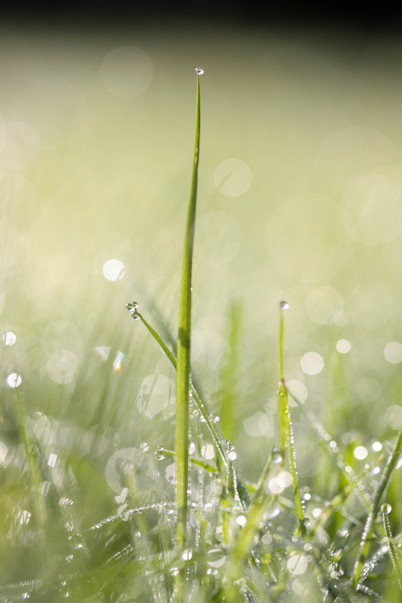 Canon EF 100mm F2.8 Macro USM sample photo. Little droplet photography