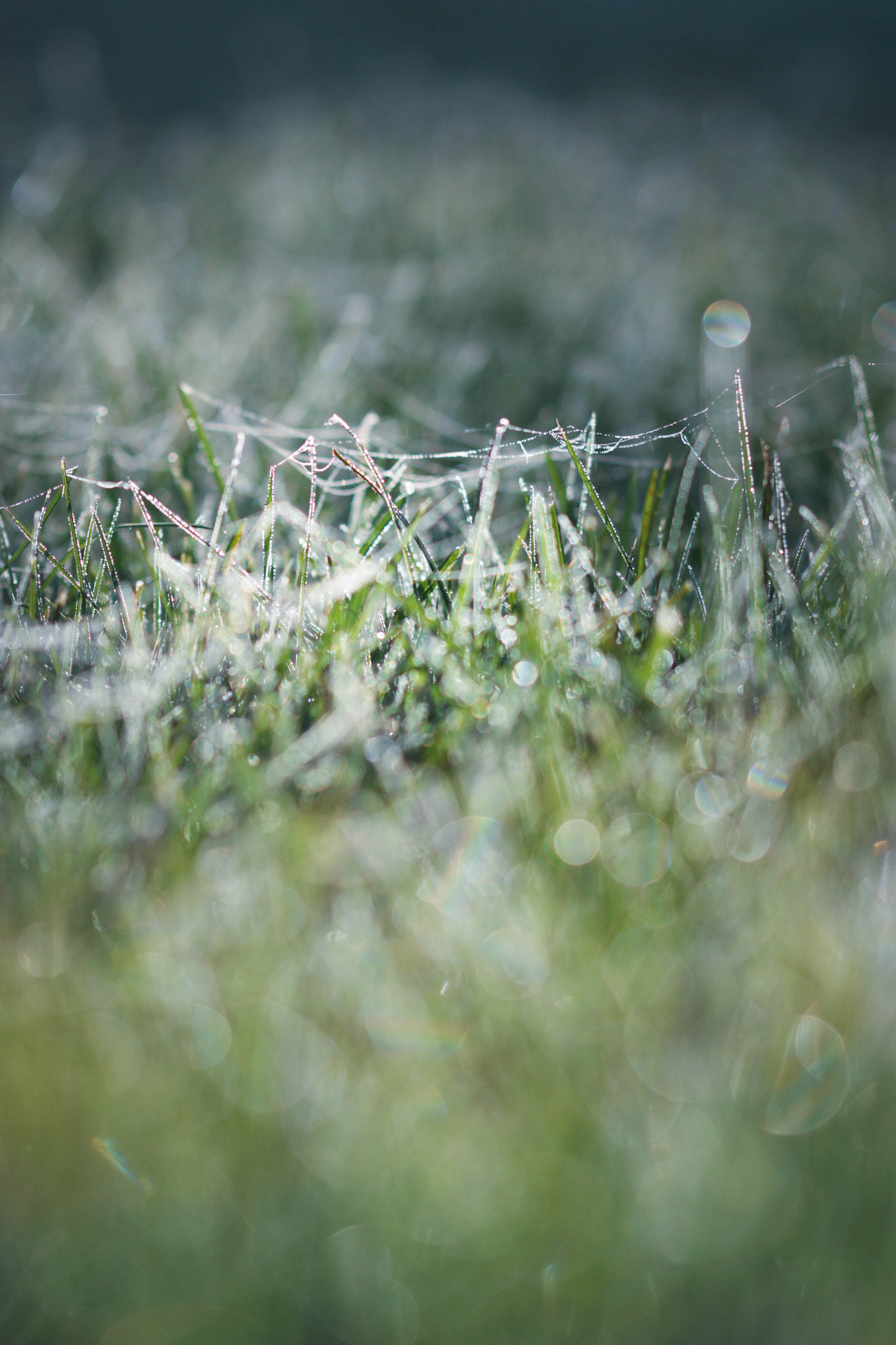 Canon EF 100mm F2.8 Macro USM sample photo. Morning frost photography
