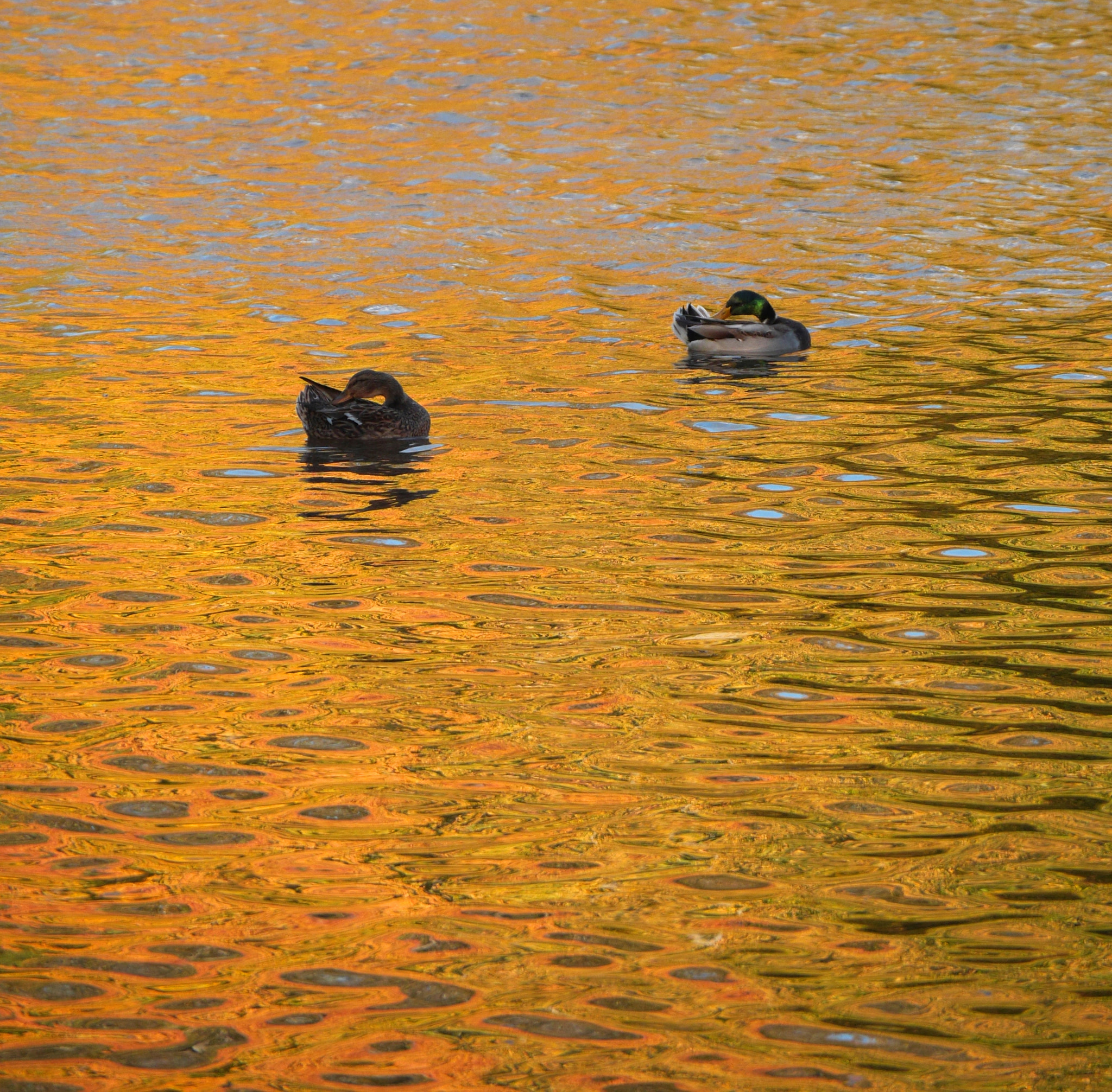 Panasonic Lumix DMC-GH3 sample photo. Ducks2 photography