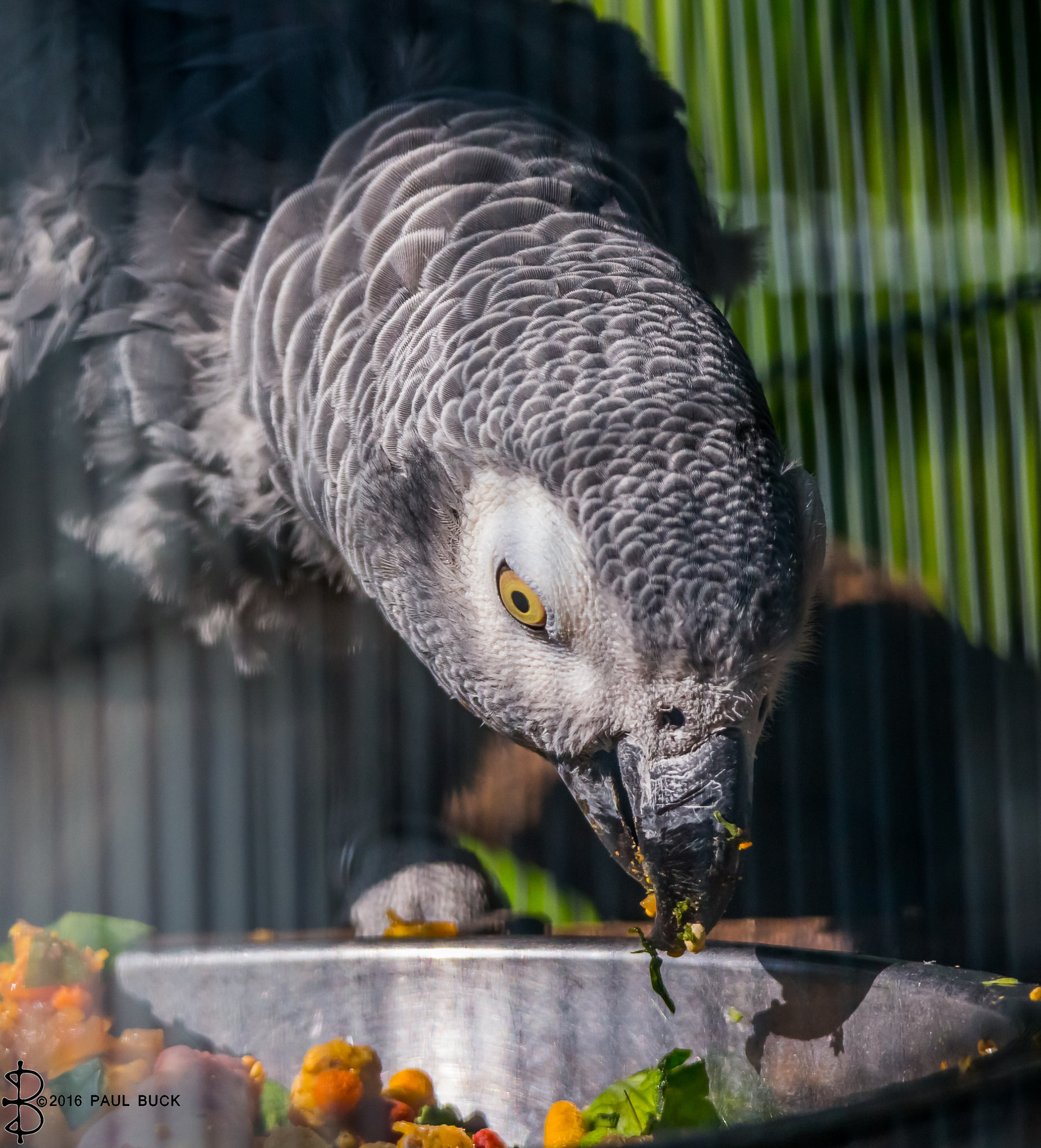 Tamron SP 150-600mm F5-6.3 Di VC USD sample photo. African gray parrot feeding photography