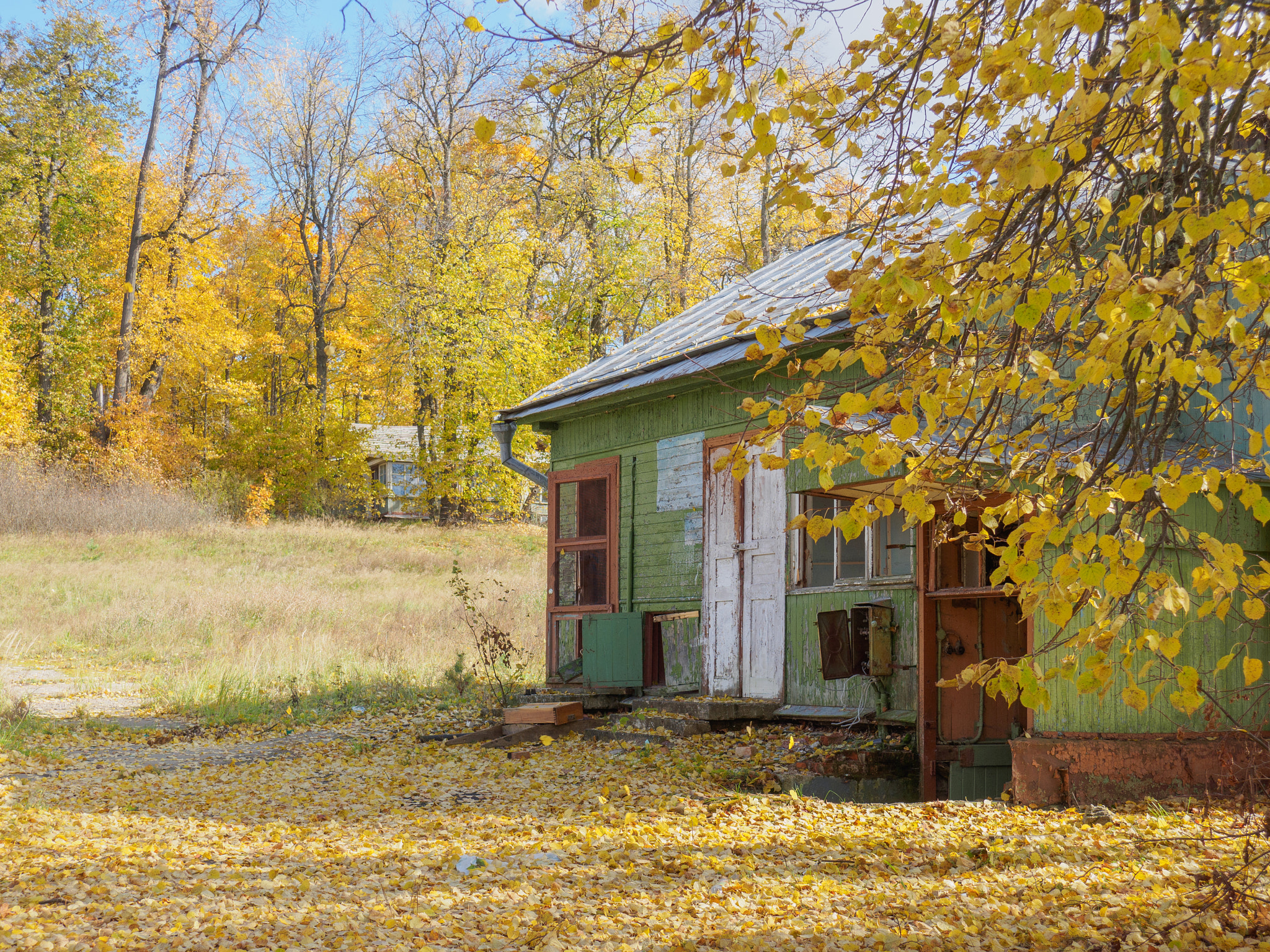 LUMIX G VARIO 14-42/F3.5-5.6 II sample photo. Fallen leaves photography