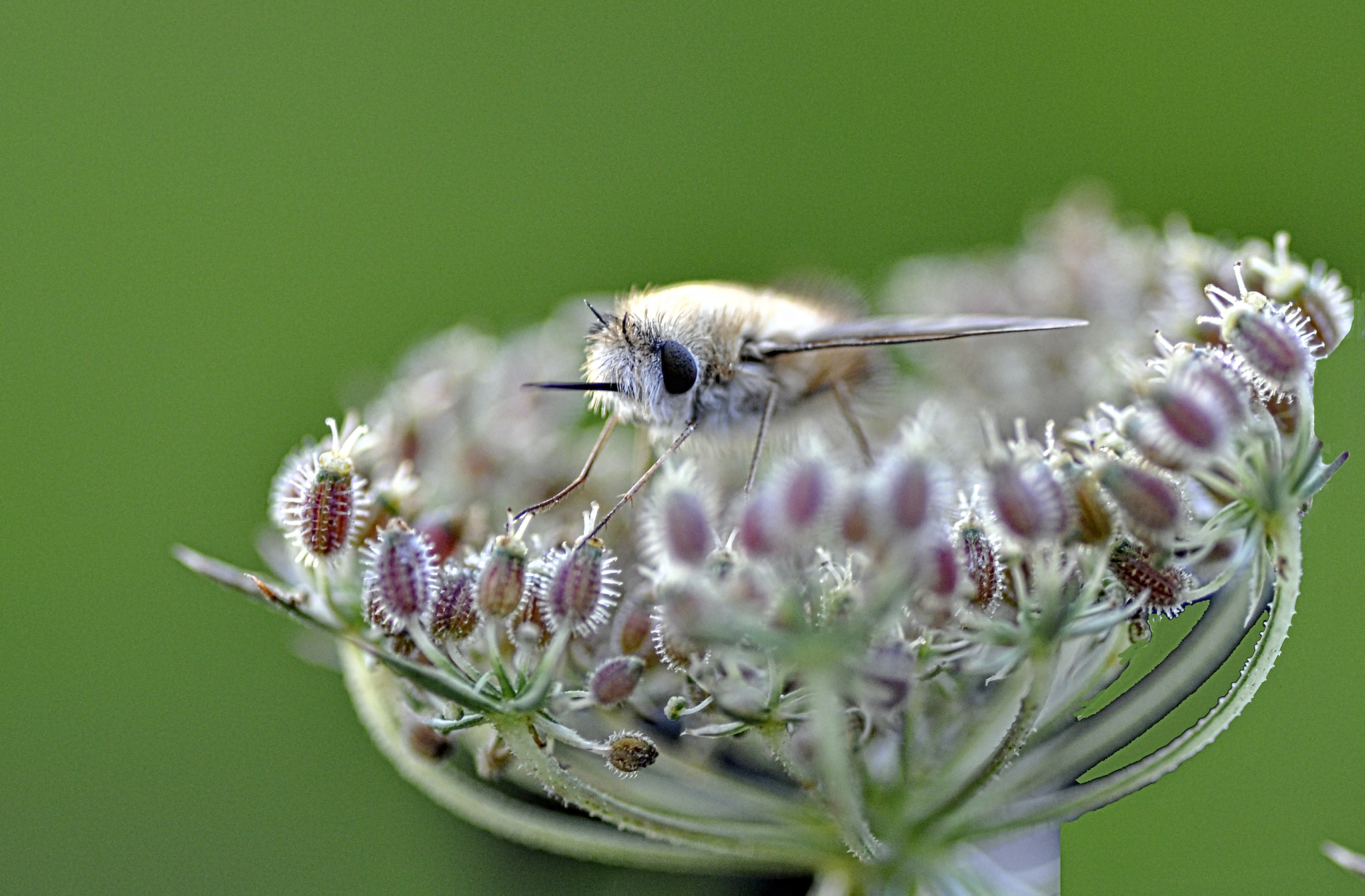 Nikon D5000 sample photo. Bombylius photography