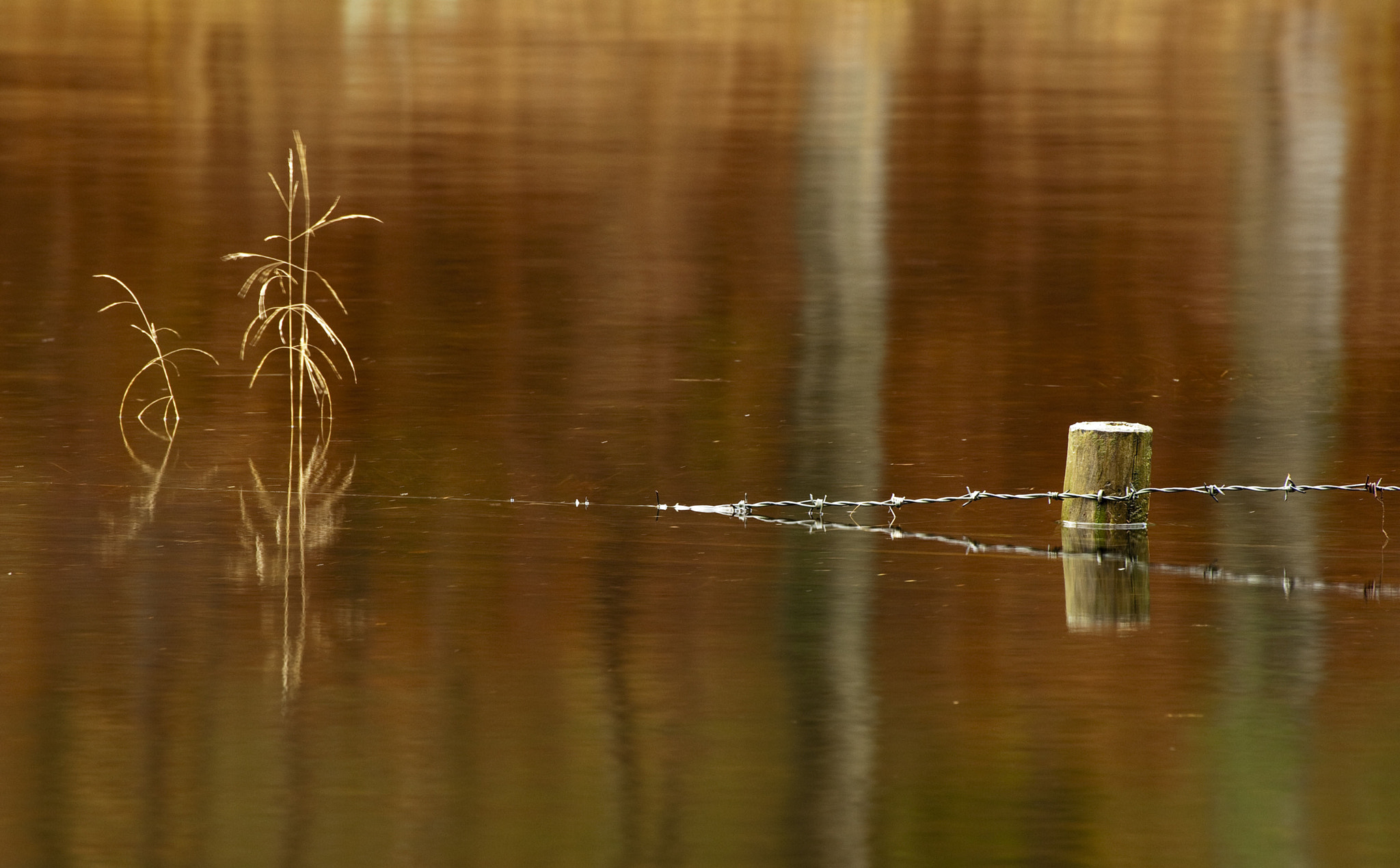 Canon EF 100-400mm F4.5-5.6L IS USM sample photo. Grass and fence photography