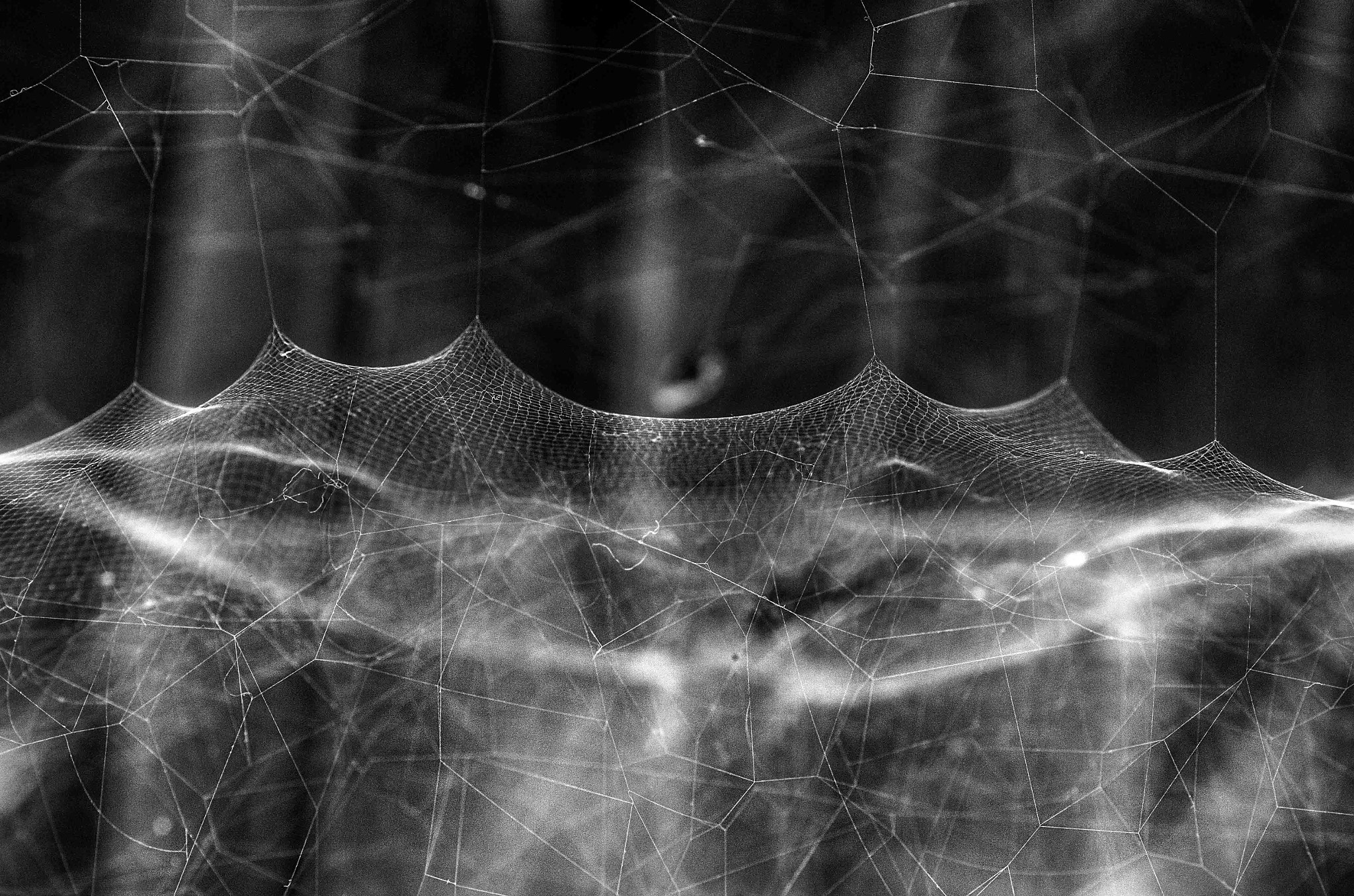 Tamron SP AF 90mm F2.8 Di Macro sample photo. Spiderwebb photography