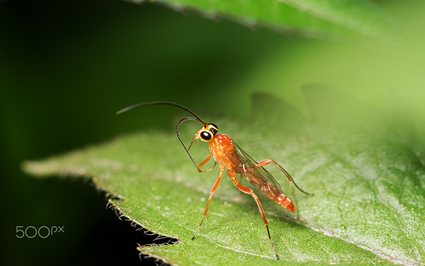 Sony a99 II + Sony 100mm F2.8 Macro sample photo. Ichneumon fly iii photography