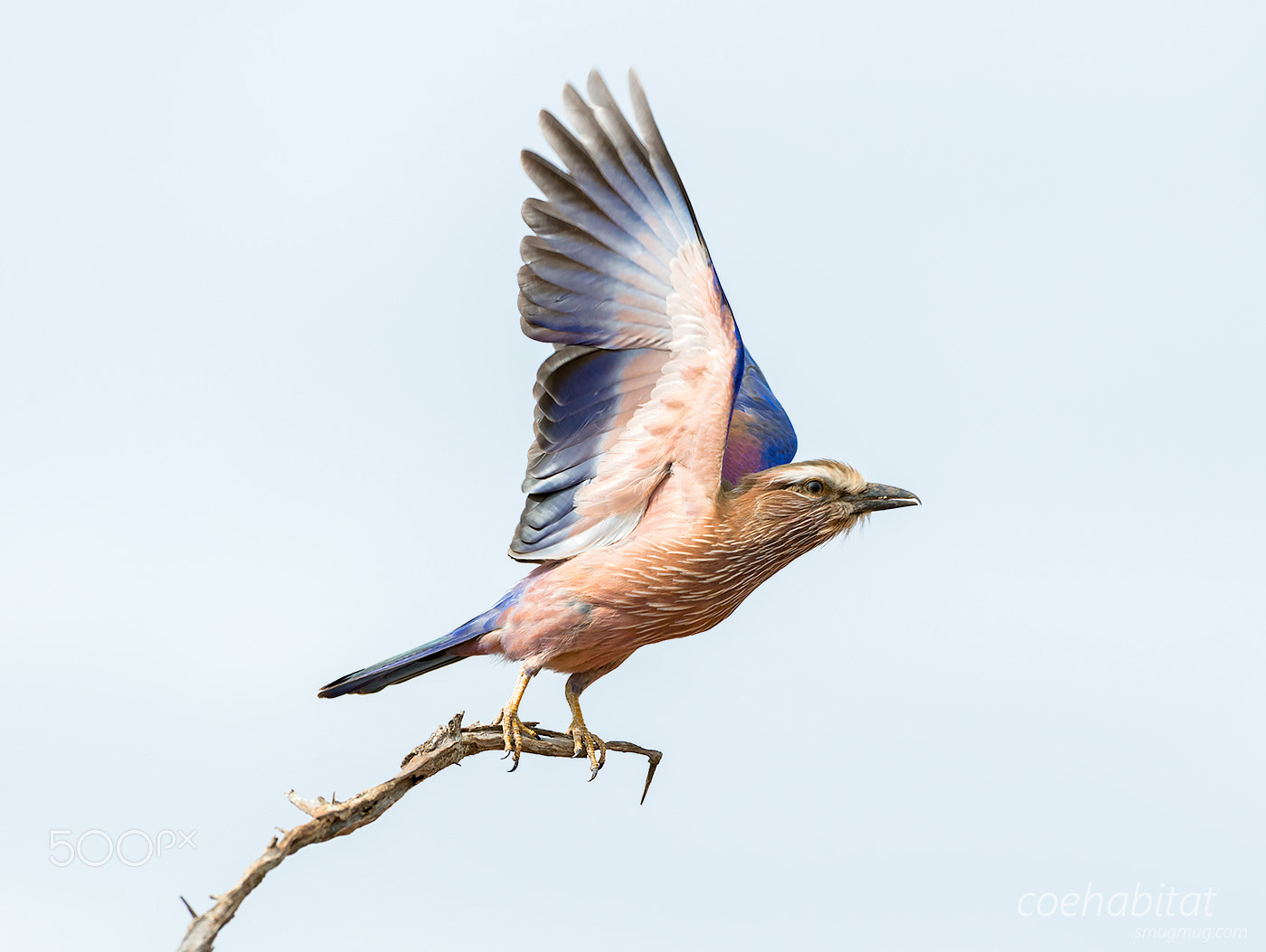 Nikon D800 sample photo. Purple roller in flight photography