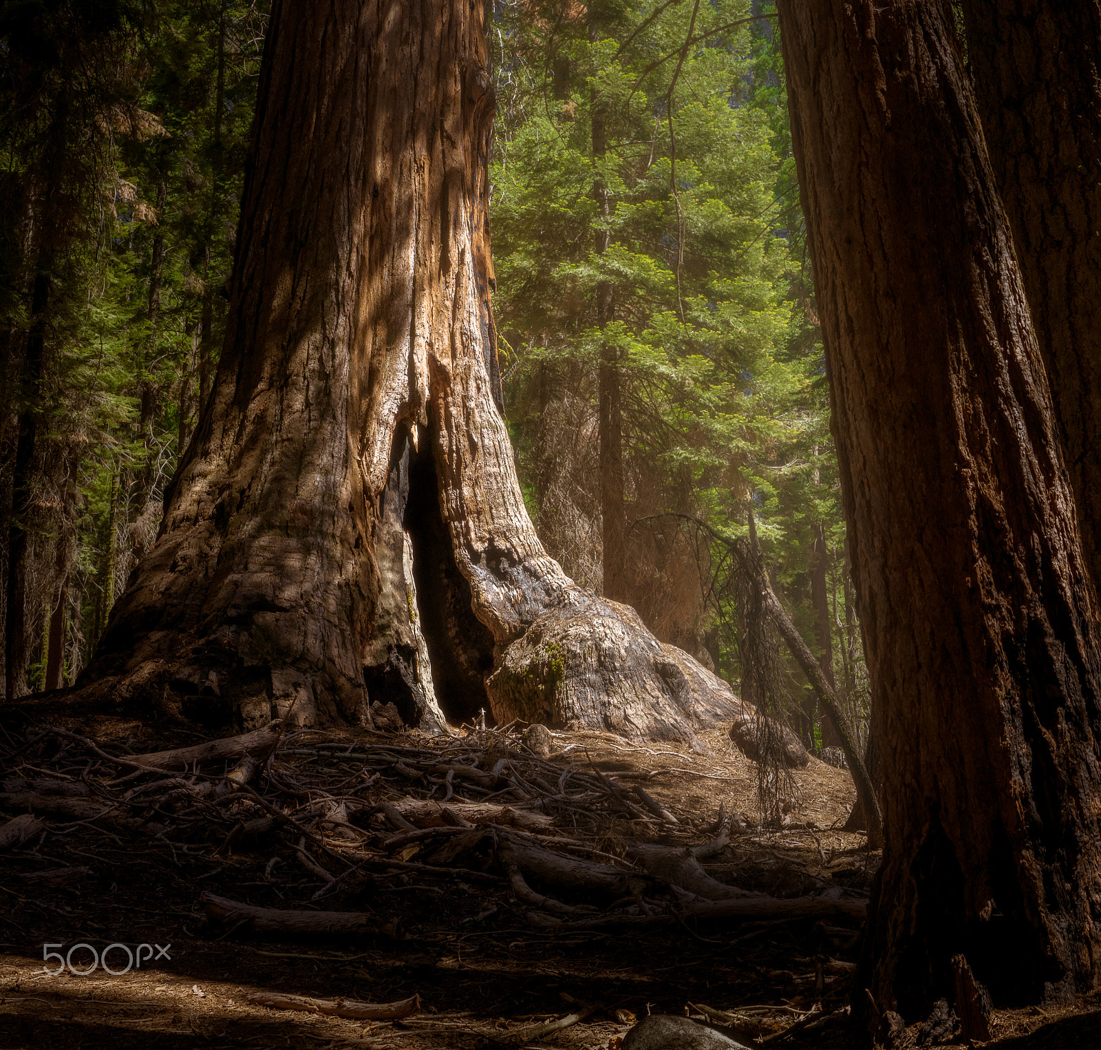 Sony SLT-A77 + Sony DT 35mm F1.8 SAM sample photo. Among giants photography