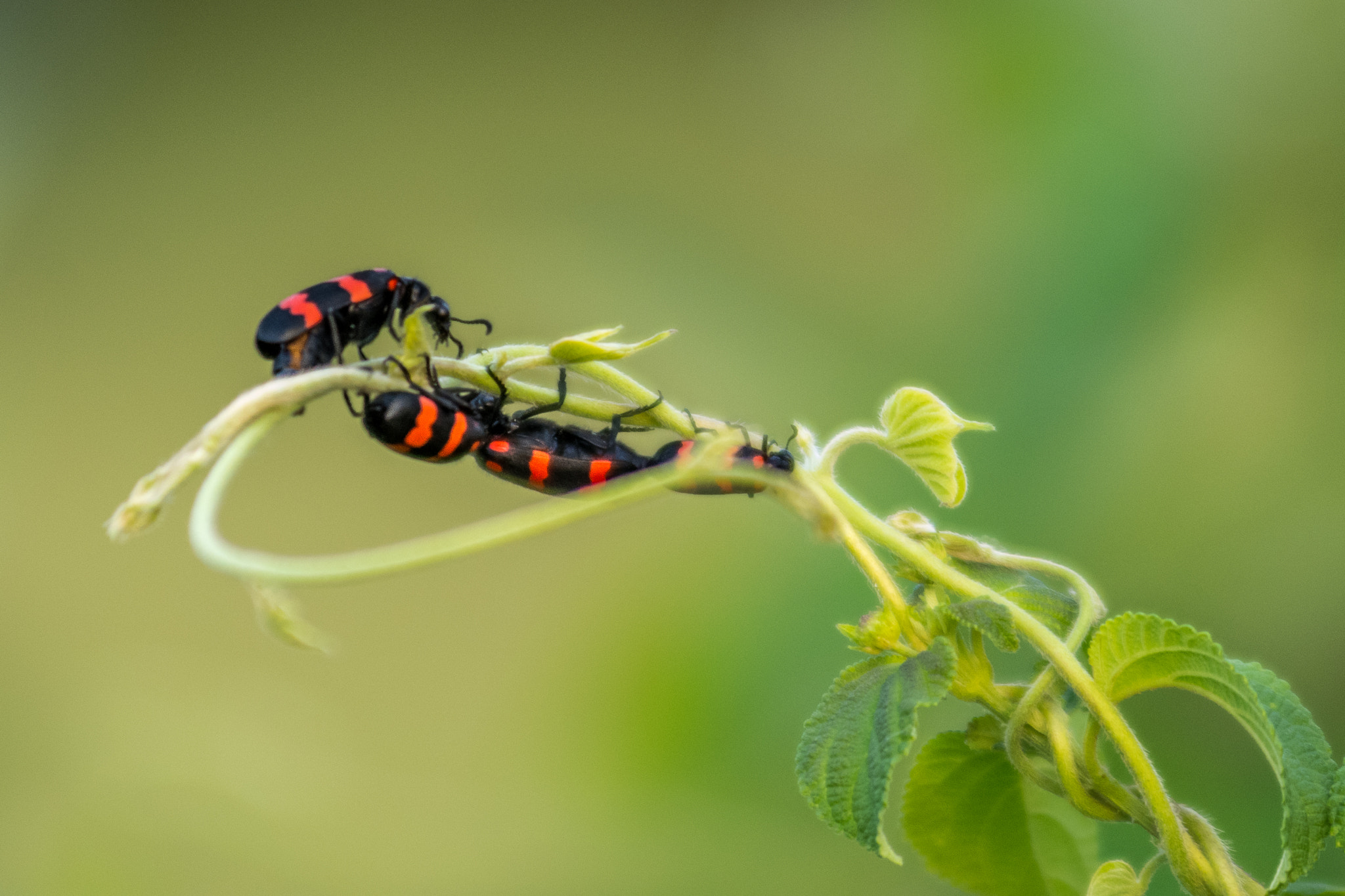 Nikon AF-Nikkor 80-200mm F2.8D ED sample photo. Unity photography