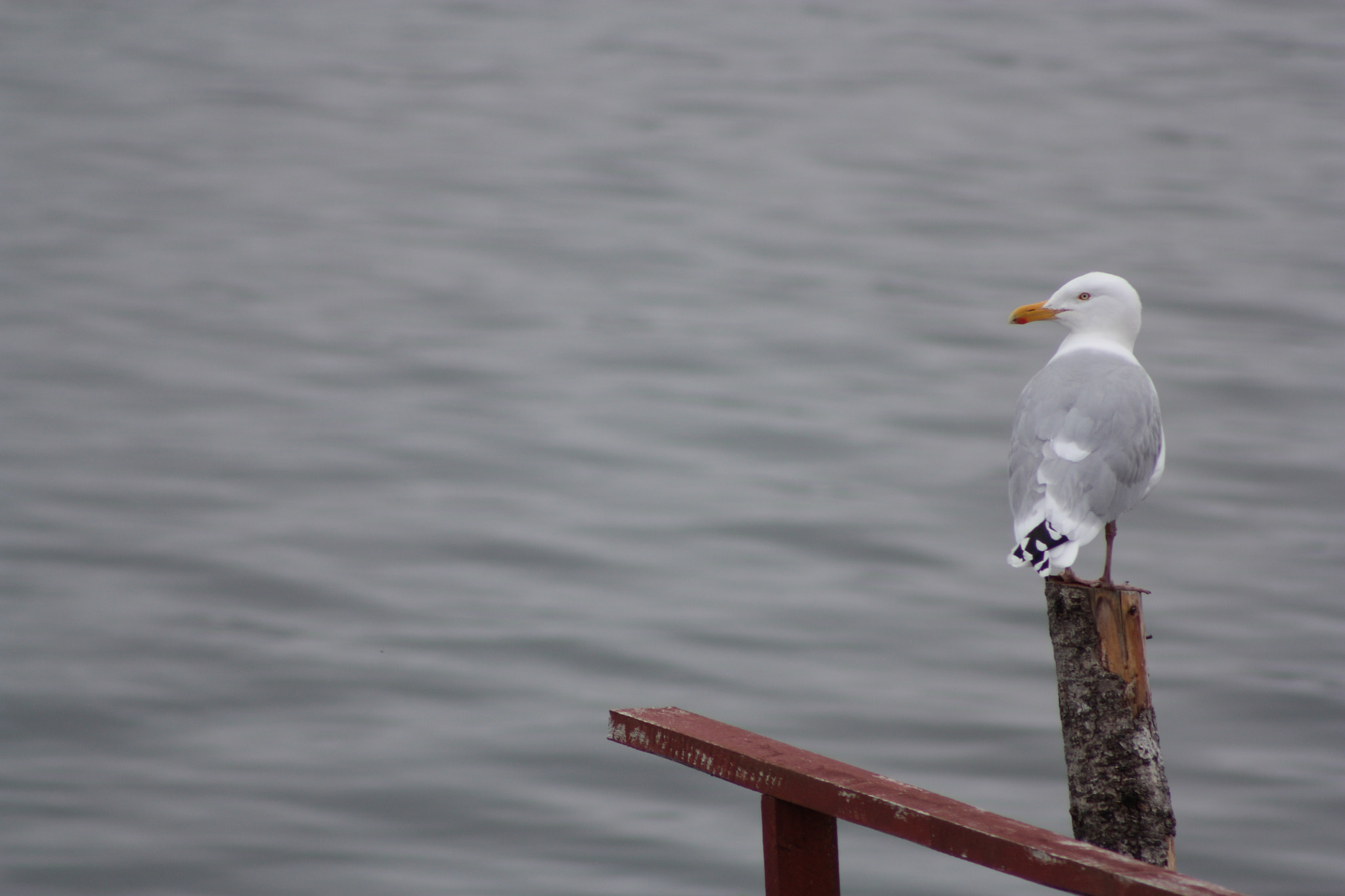 Canon EF 75-300mm f/4-5.6 USM sample photo. Grey foggy day photography