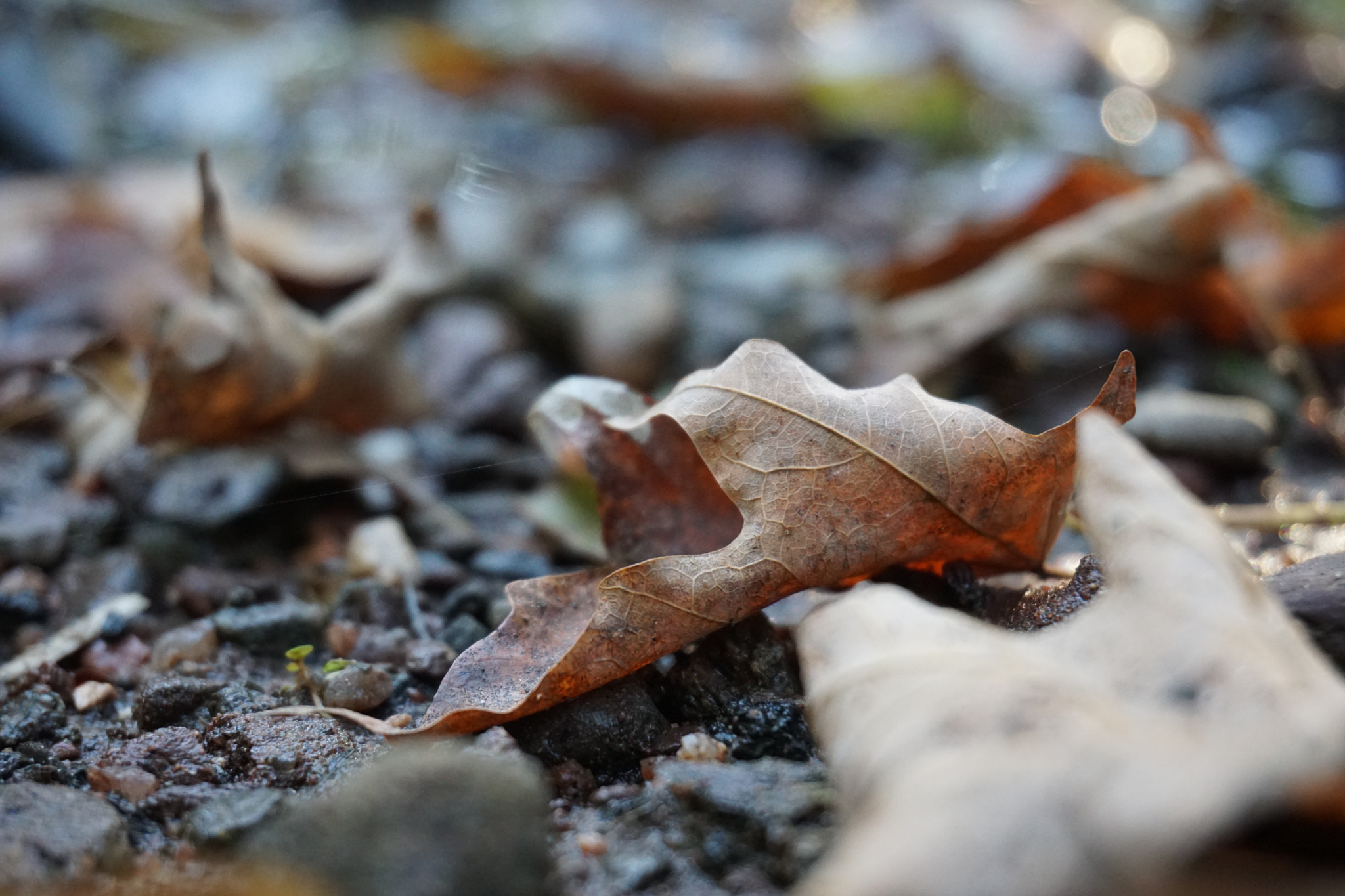 Sony E 18-50mm F4-5.6 sample photo