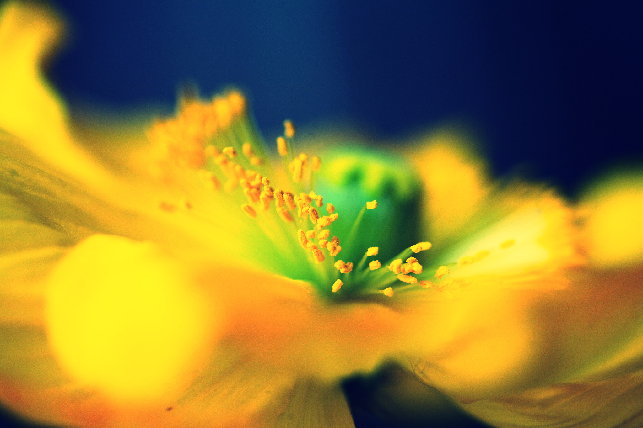Canon EF 100mm F2.8 Macro USM sample photo. Yellow mellow photography