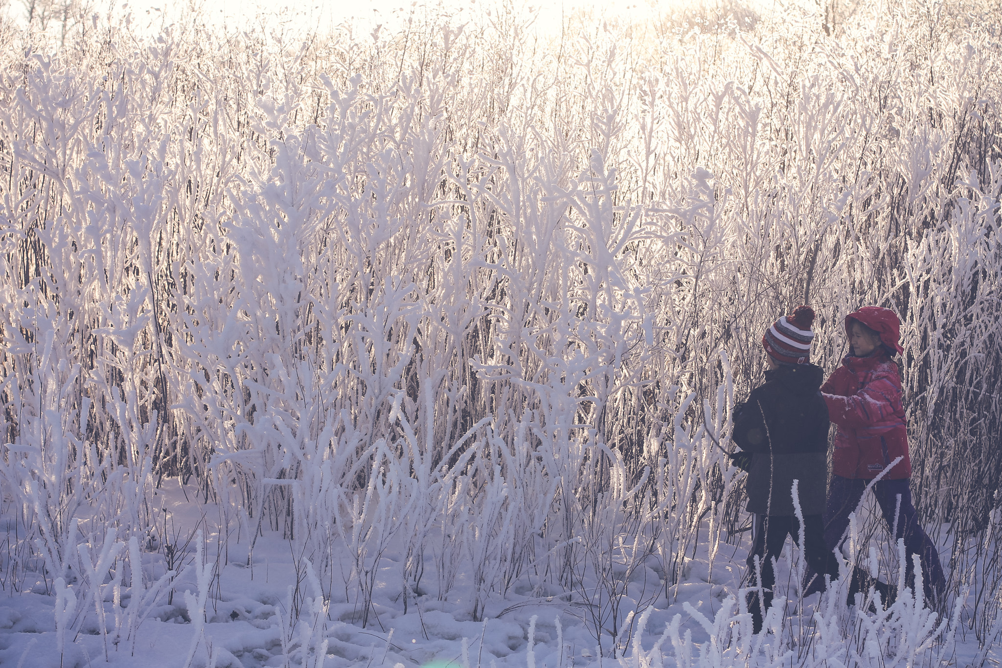 Canon EOS 1100D (EOS Rebel T3 / EOS Kiss X50) sample photo. Winter wonder land photography