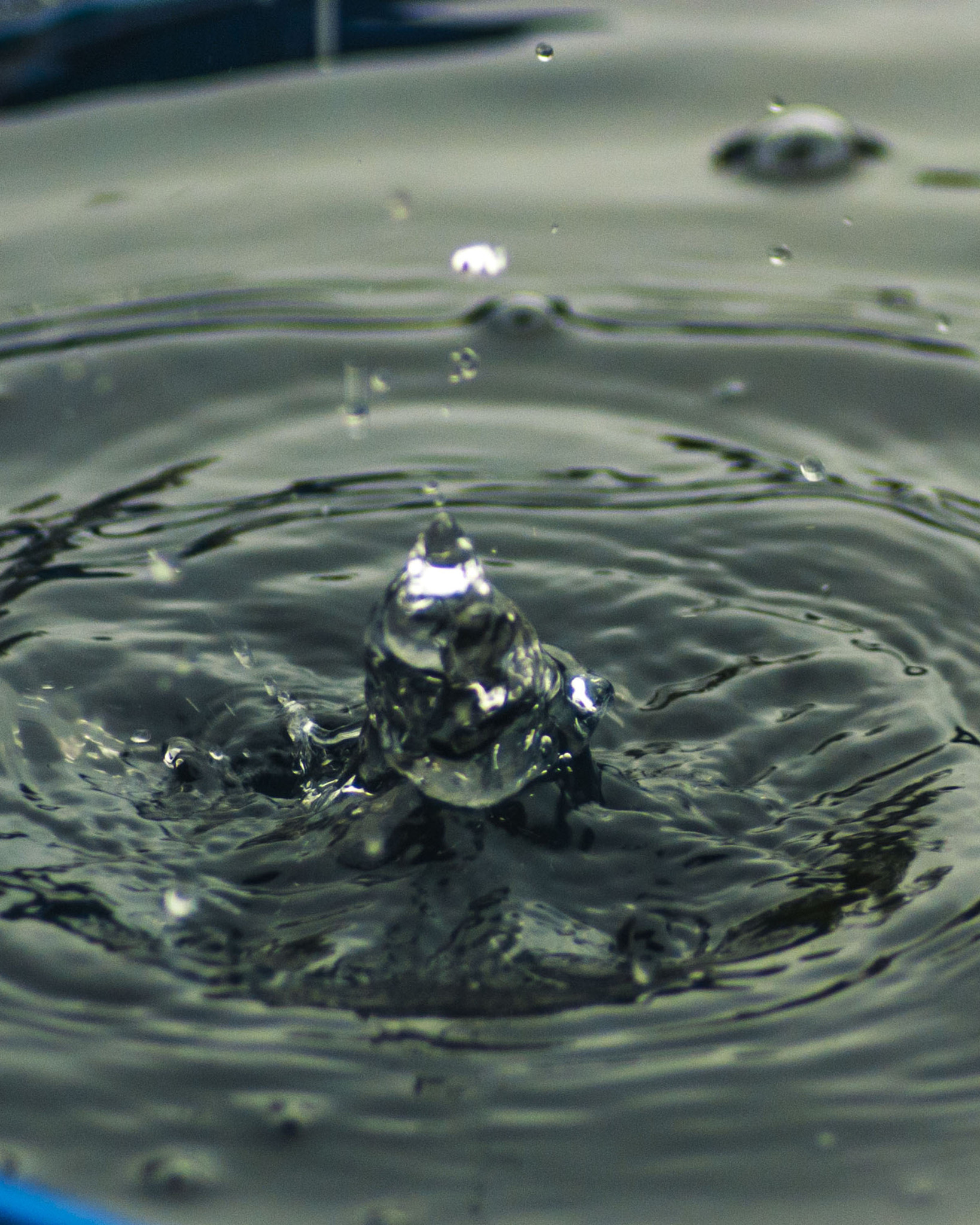 Nikon D80 sample photo. Raindrop photography