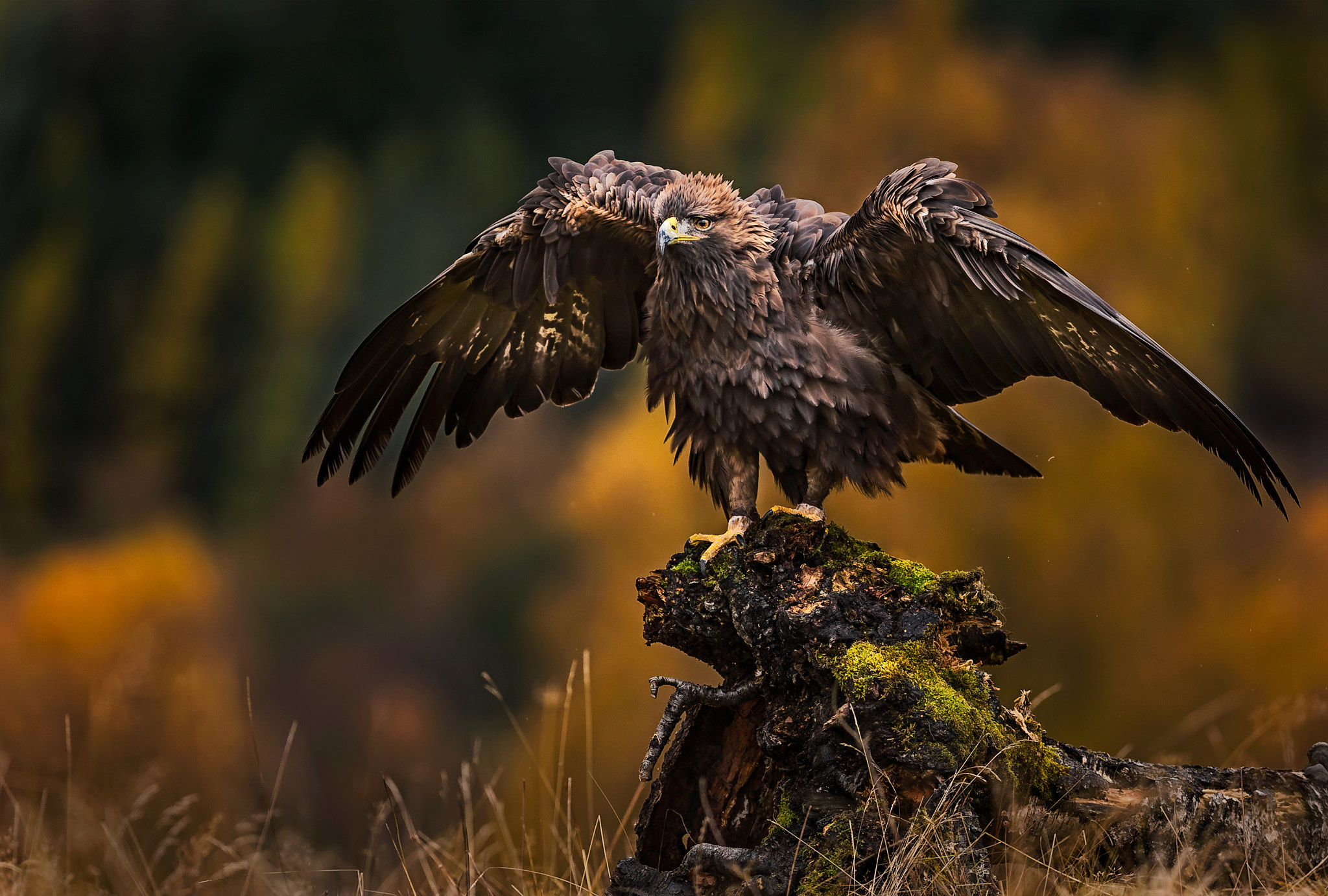Canon EF 300mm F2.8L IS USM sample photo. The eagle has landed.... photography